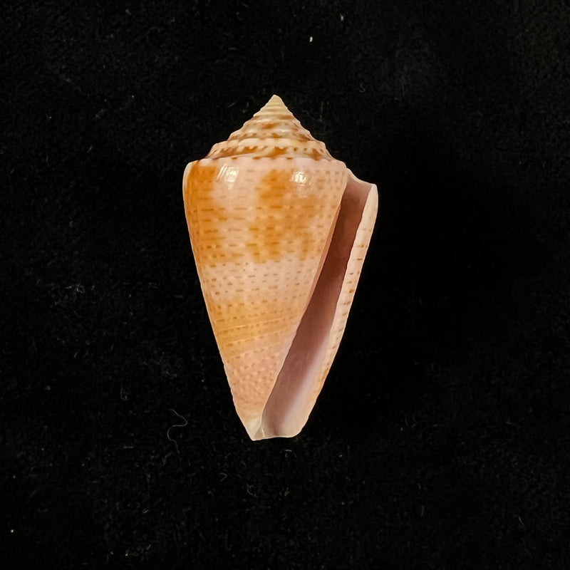 Conasprella ericmonnieri (Petuch & R. F. Myers, 2014) - 35,4mm
