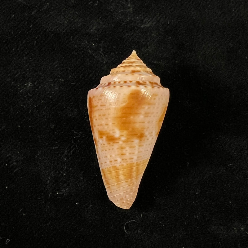 Conasprella ericmonnieri (Petuch & R. F. Myers, 2014) - 35,3mm