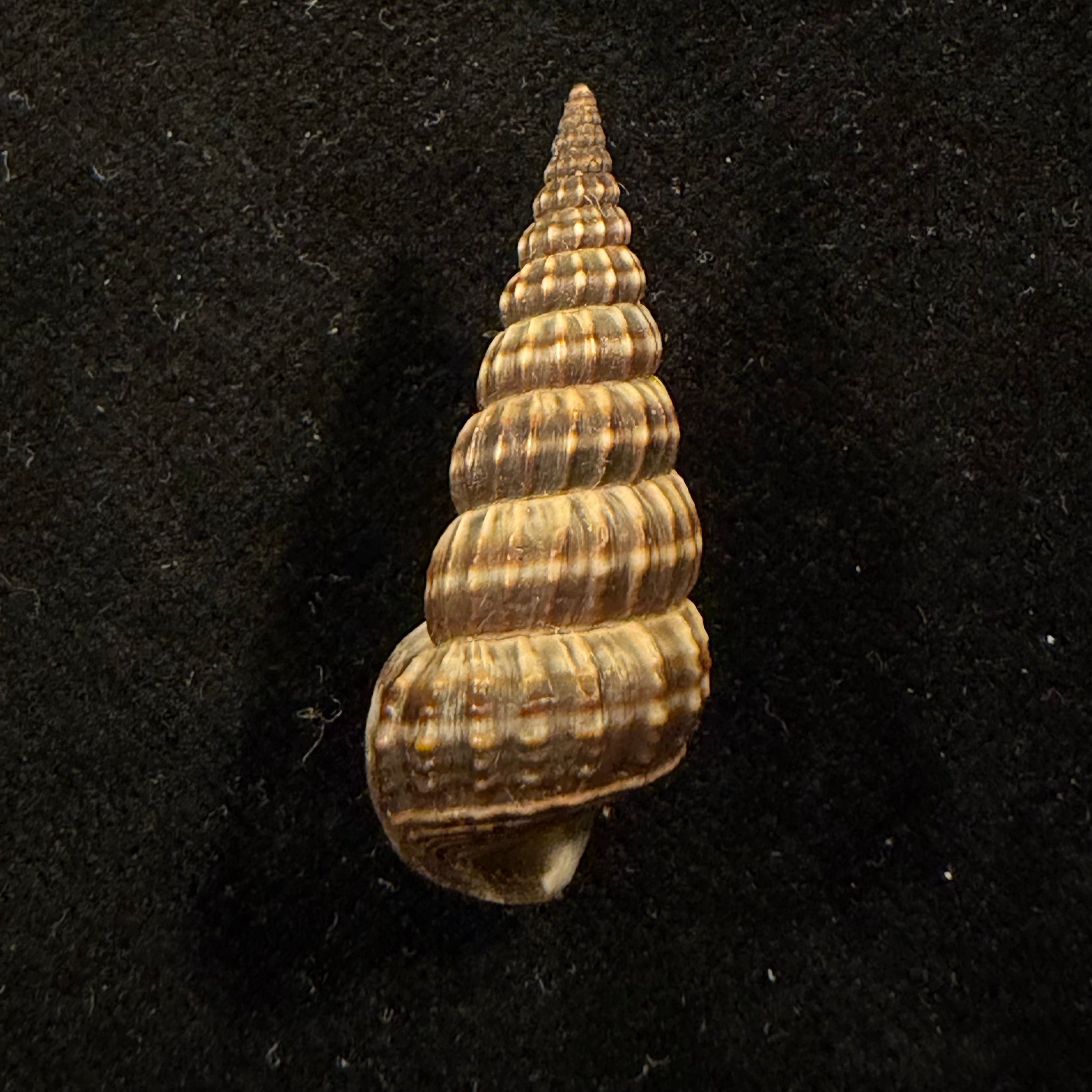 Cerithideopsis montagnei (A. d'Orbigny, 1839) - 32,7mm