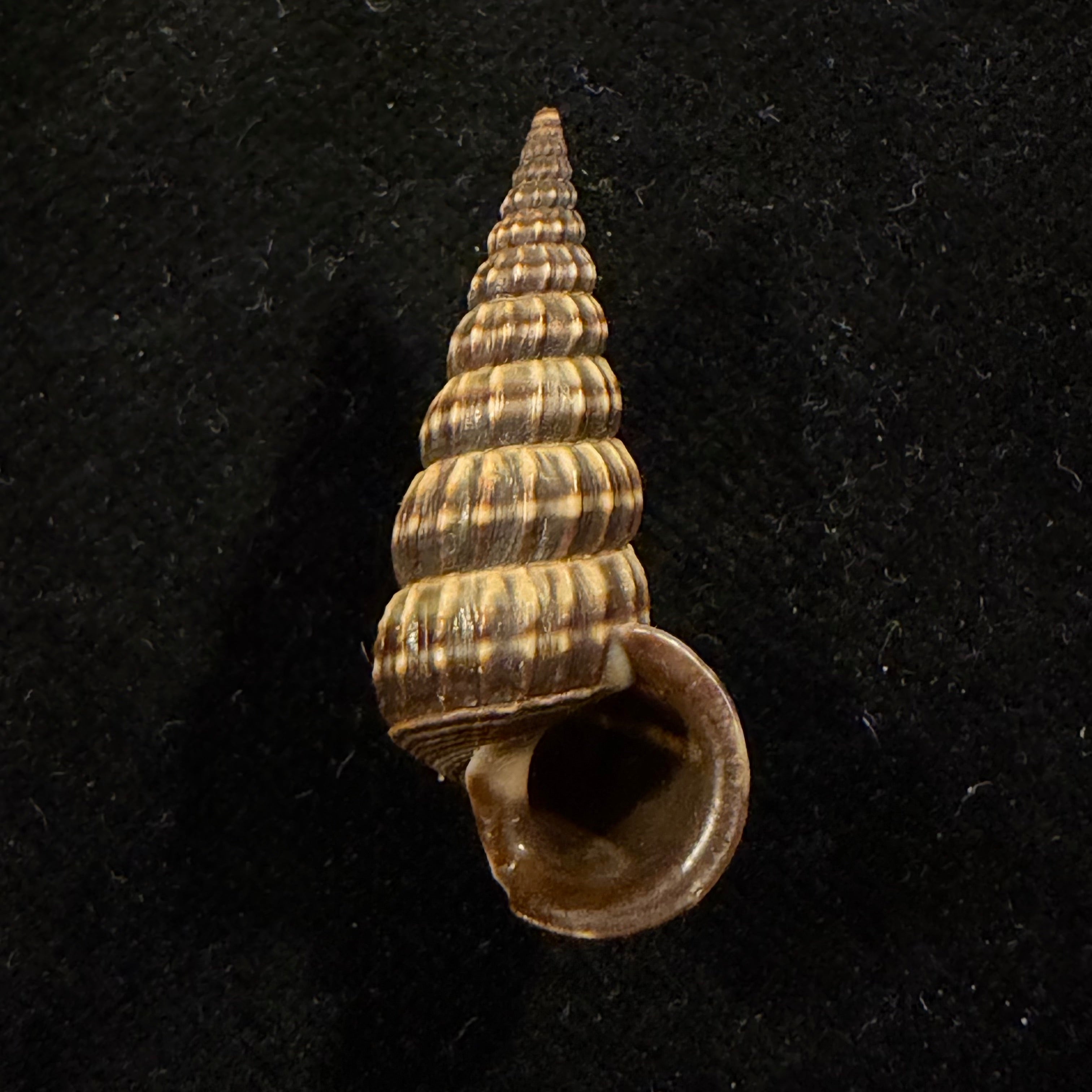 Cerithideopsis montagnei (A. d'Orbigny, 1839) - 32,7mm