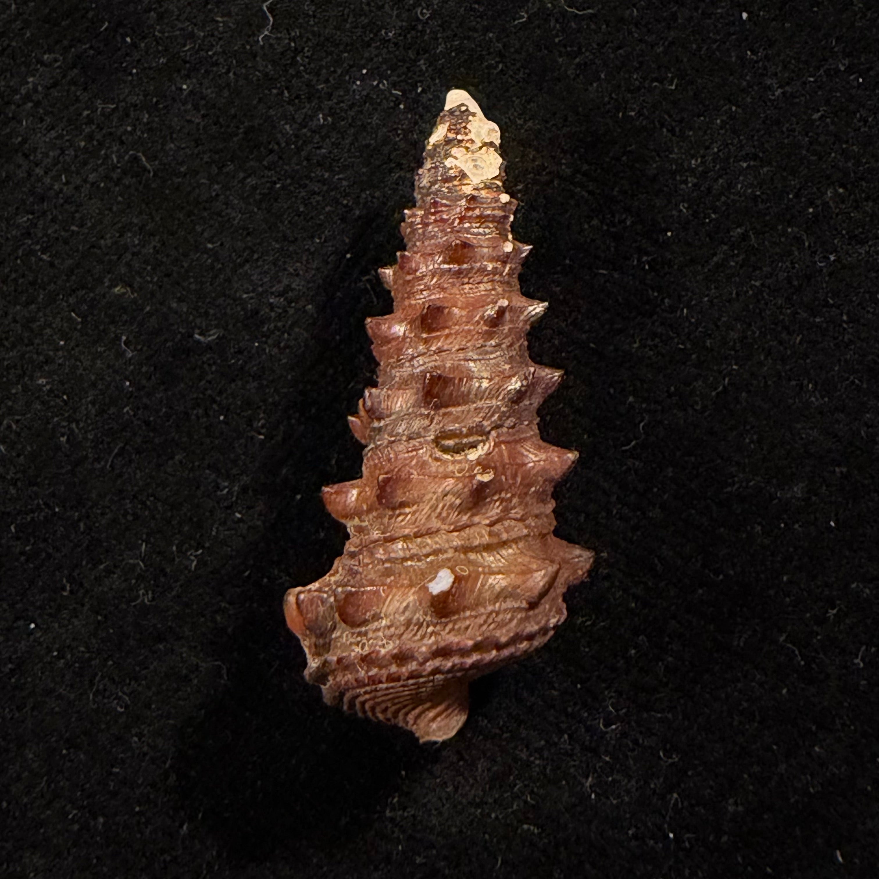 Tympanotonus fuscatus (Linnaeus, 1758) - 35,4mm