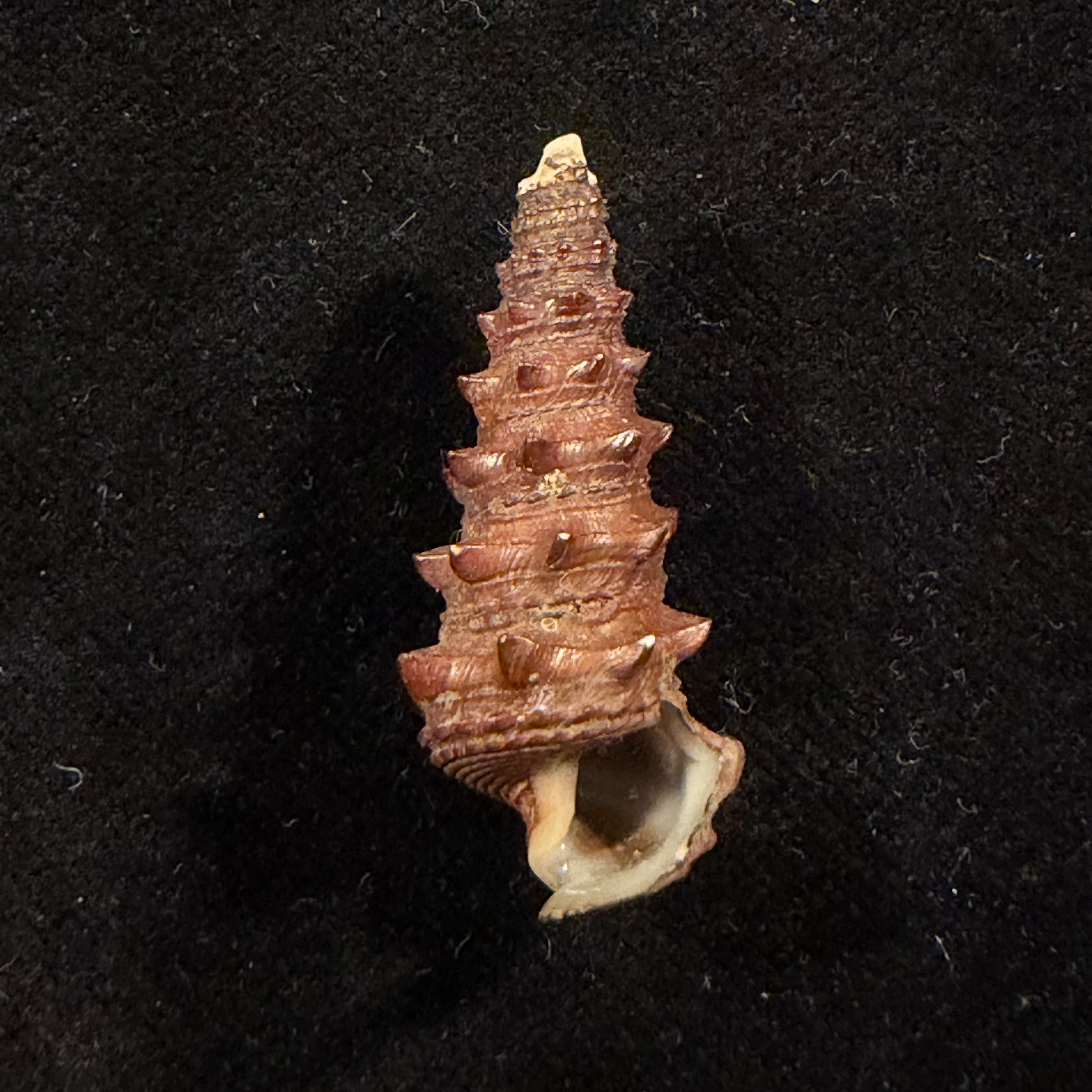 Tympanotonus fuscatus (Linnaeus, 1758) - 35,4mm