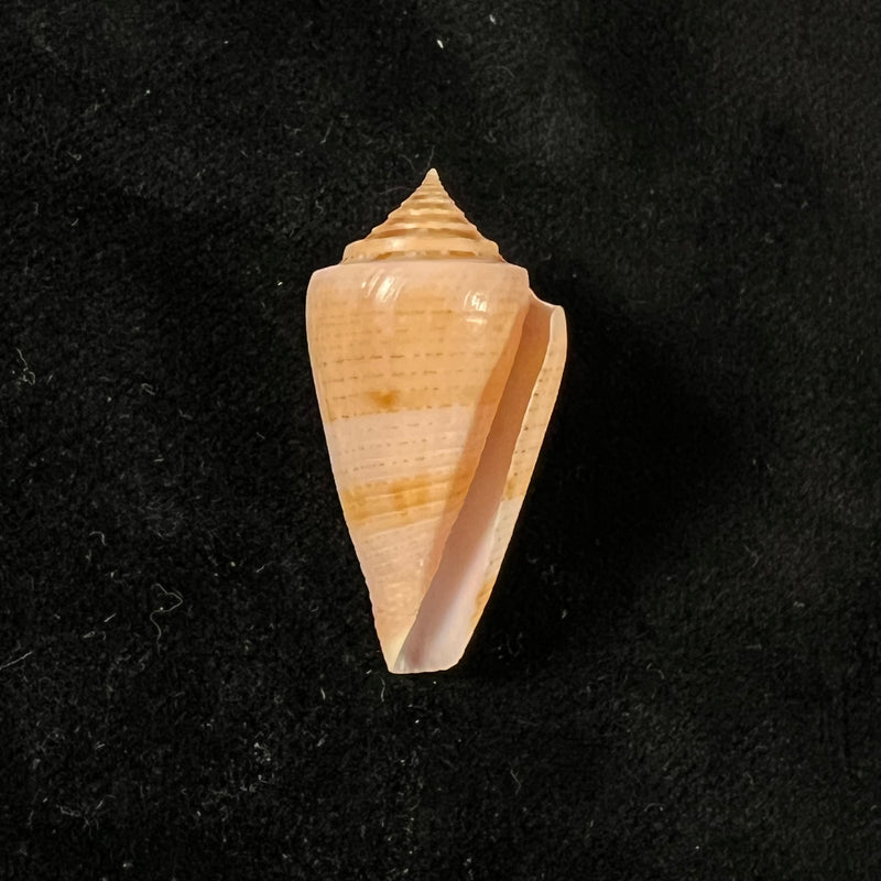 Conasprella ericmonnieri (Petuch & R. F. Myers, 2014) - 33,2mm