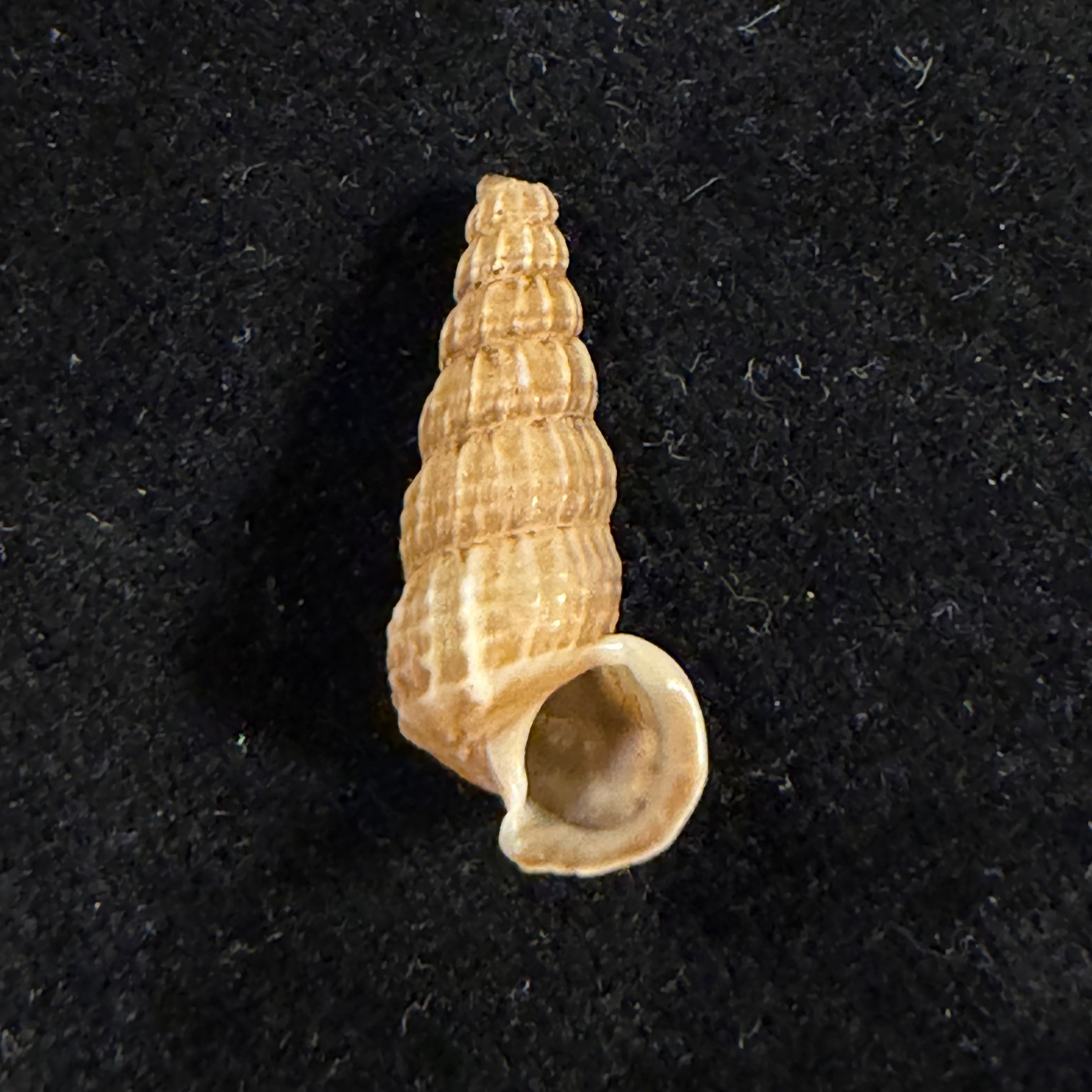 Cerithidea anticipata Iredale, 1929 - 22,7mm