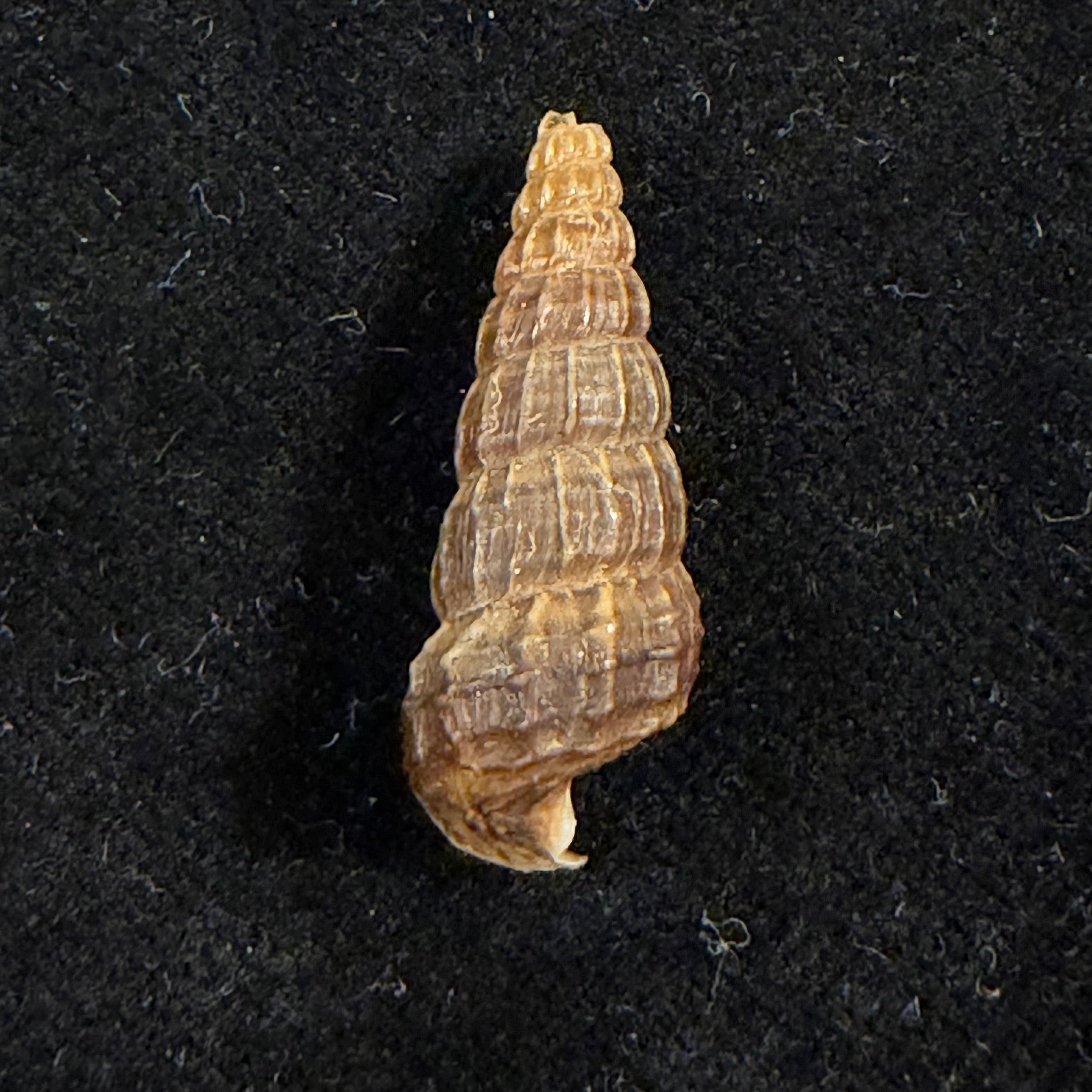 Cerithidea anticipata Iredale, 1929 - 25mm