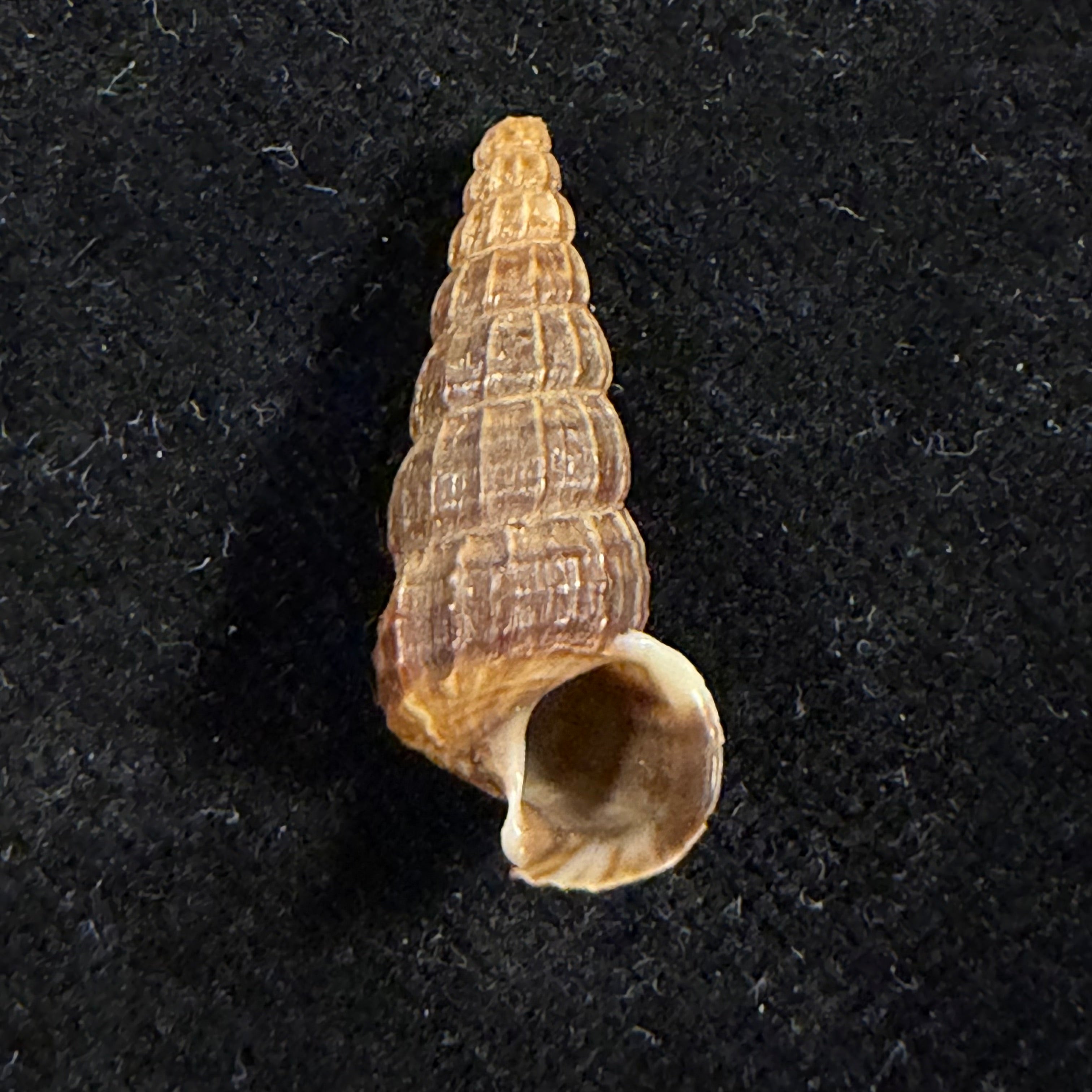 Cerithidea anticipata Iredale, 1929 - 25mm