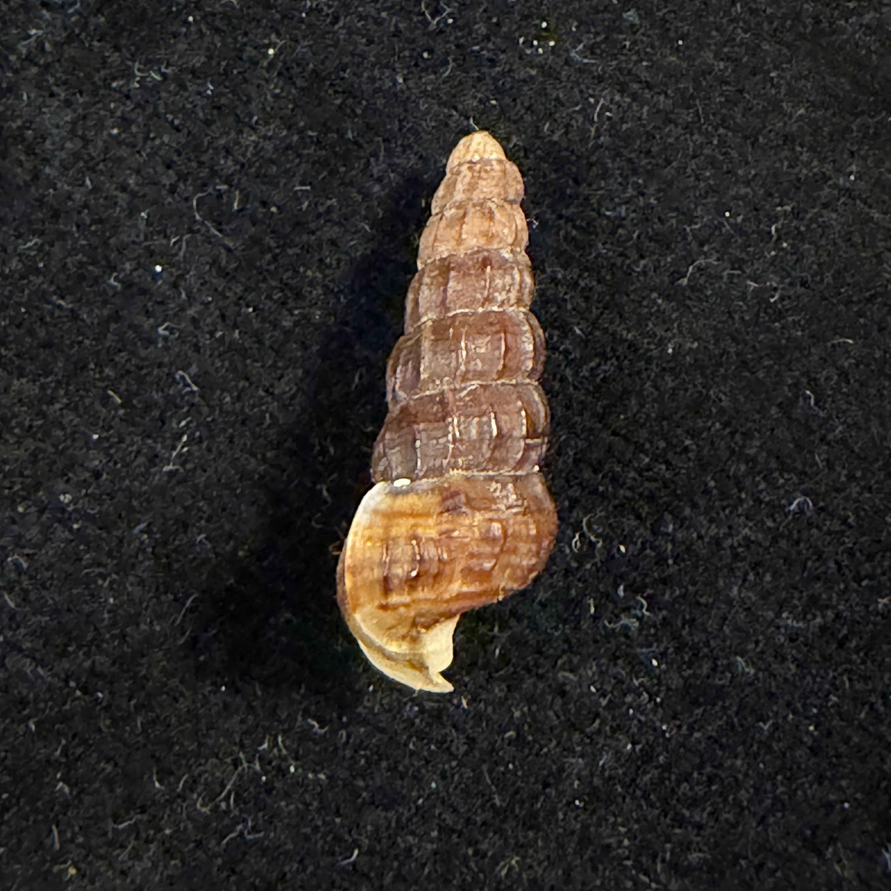 Cerithidea balteata A. Adams, 1855 - 21,6mm