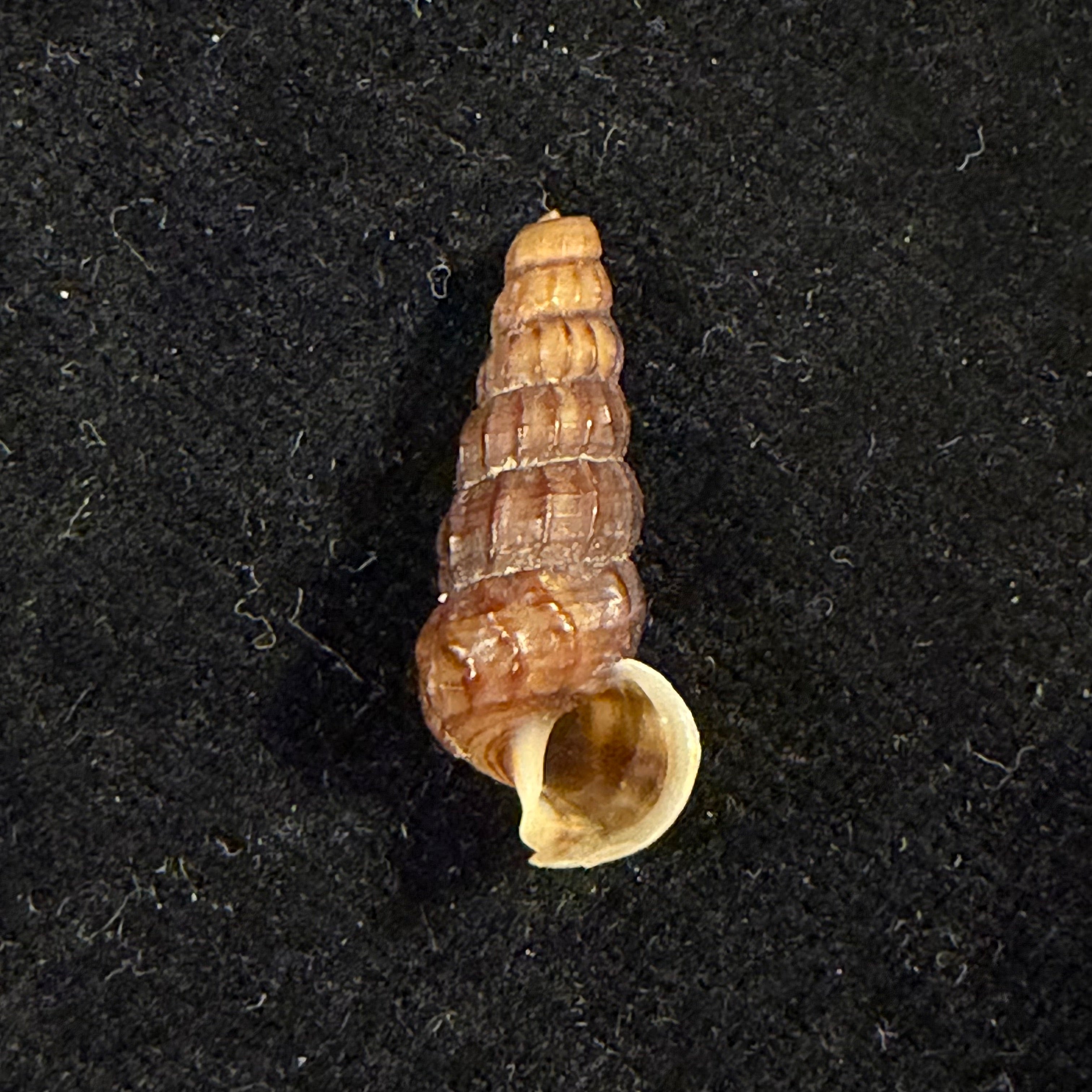 Cerithidea balteata A. Adams, 1855 - 21,6mm