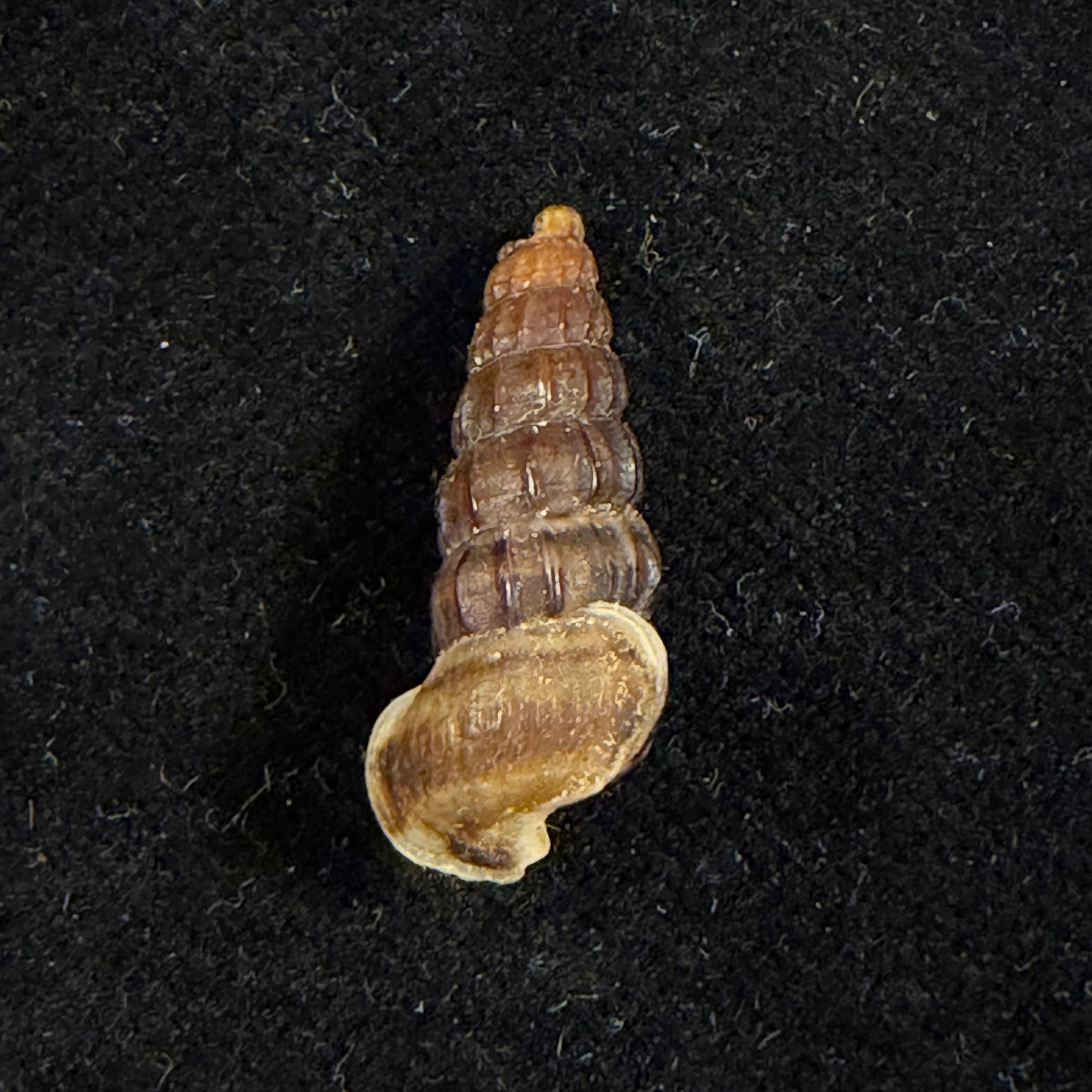 Cerithidea balteata A. Adams, 1855 - 21,3mm