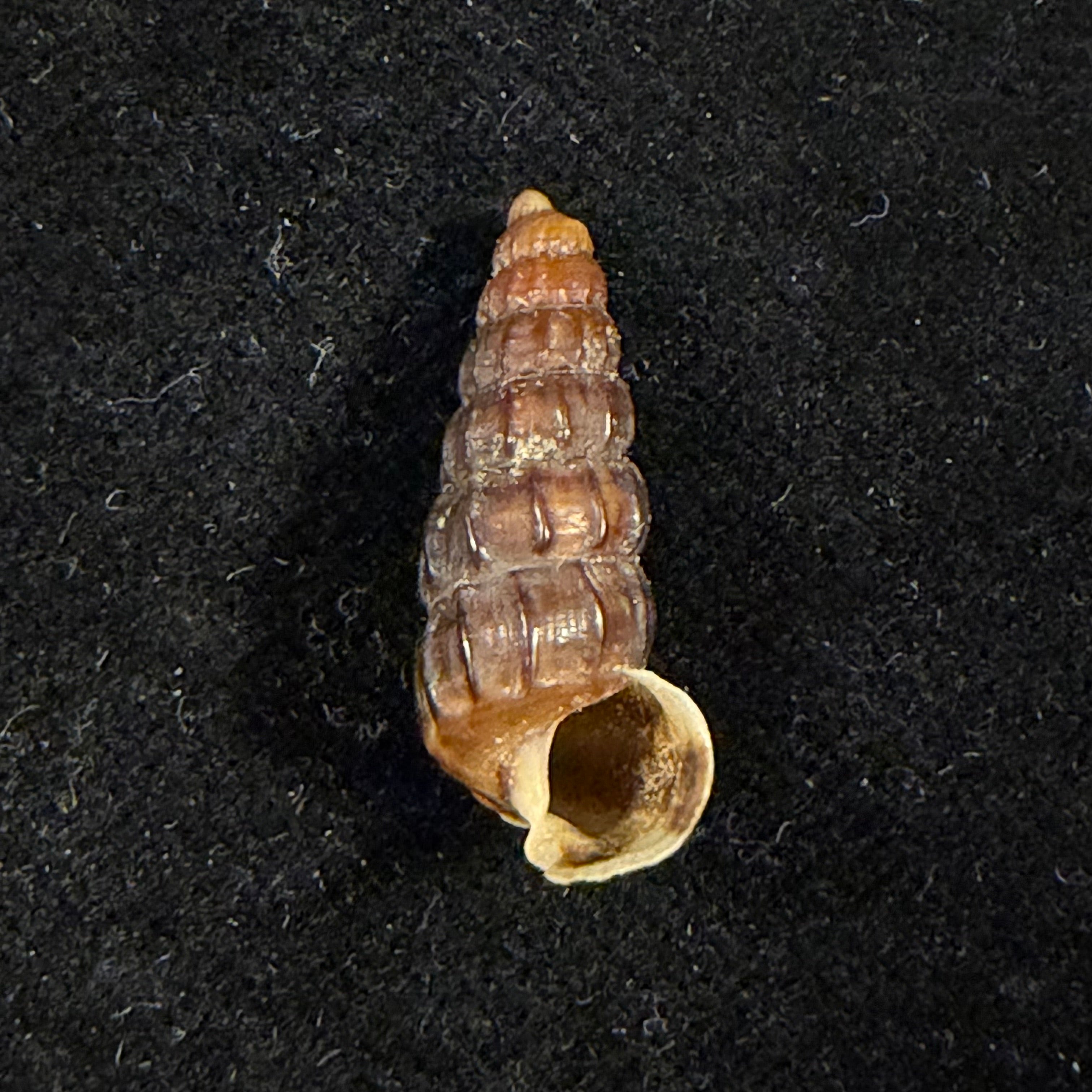 Cerithidea balteata A. Adams, 1855 - 21,3mm