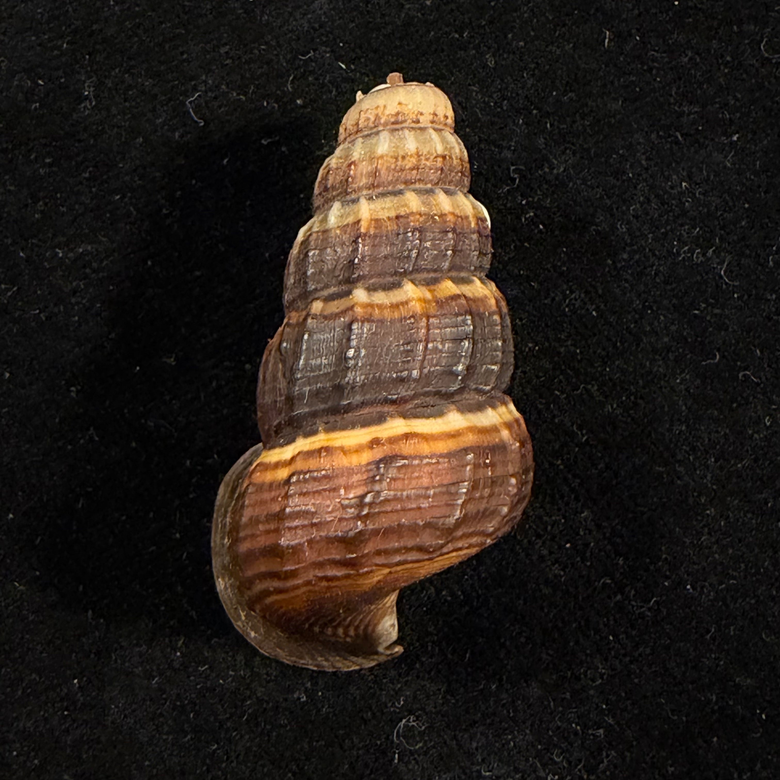 Cerithidea obtusa (Lamarck, 1822) - 45,7mm