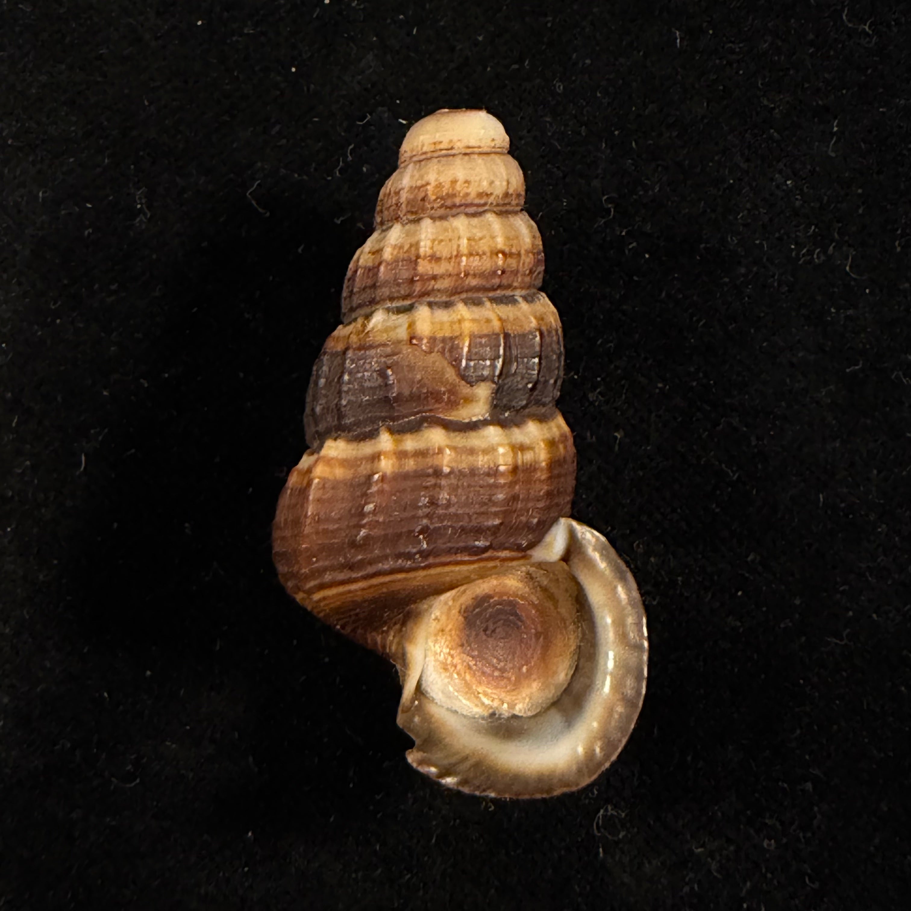 Cerithidea obtusa (Lamarck, 1822) - 45,7mm