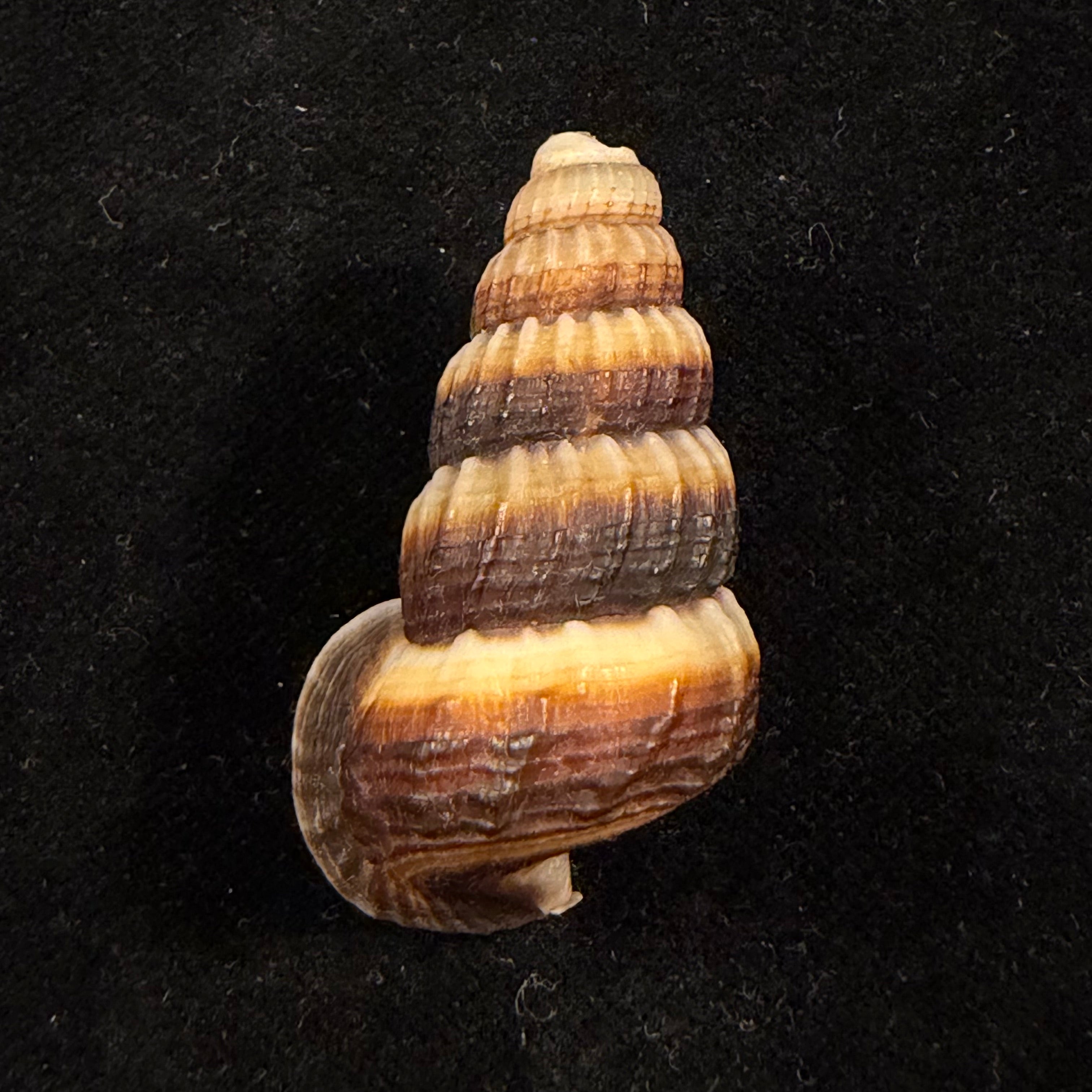 Cerithidea obtusa (Lamarck, 1822) - 43,4mm