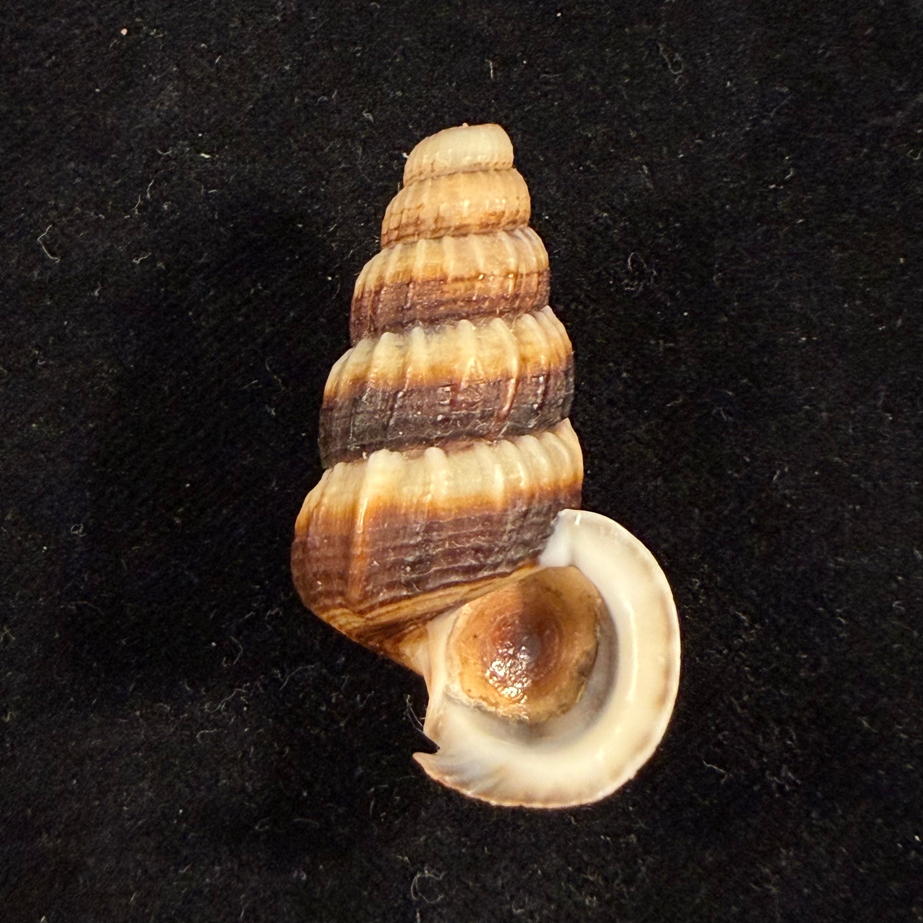Cerithidea obtusa (Lamarck, 1822) - 43,4mm