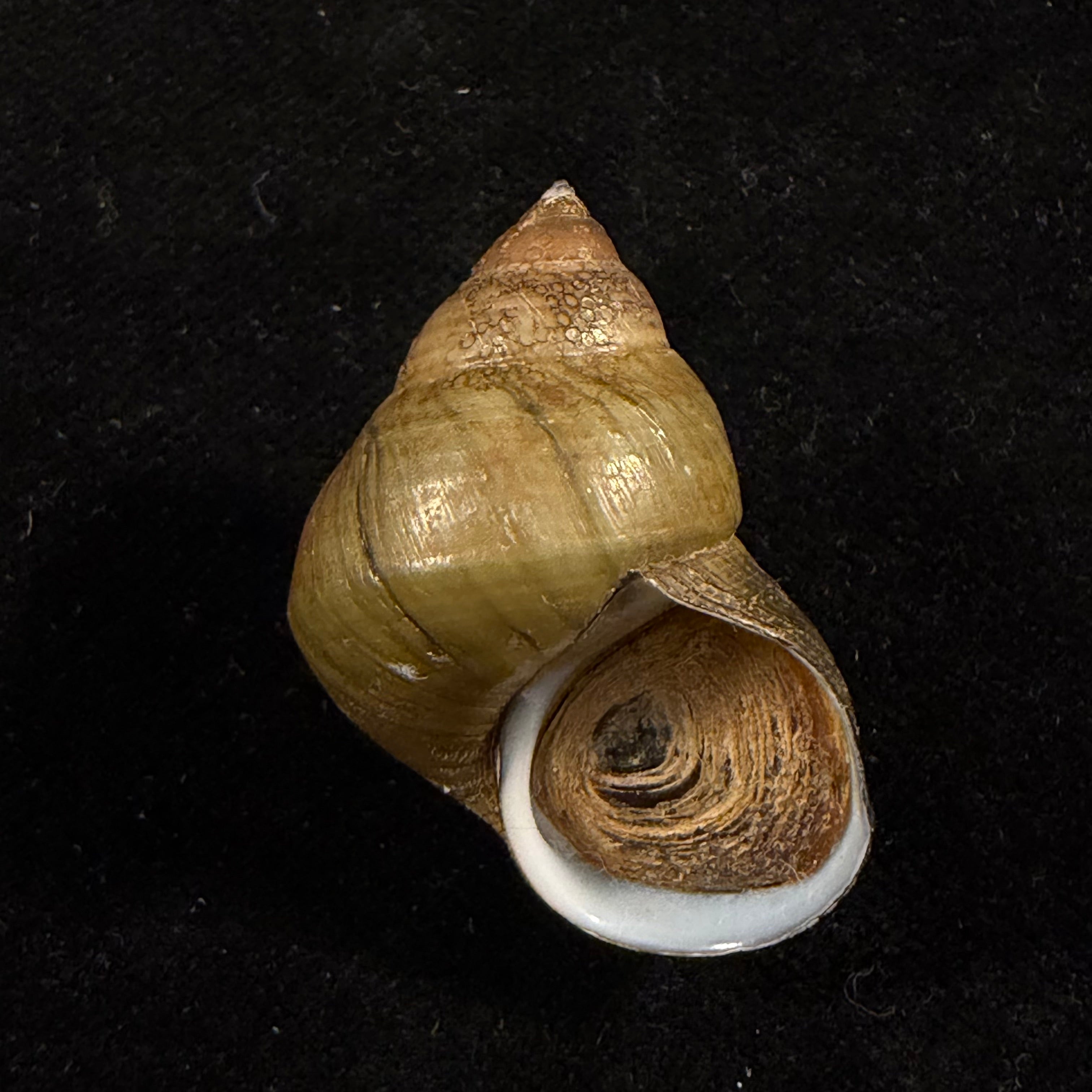 Filopaludina martensi martensi (Frauenfeld, 1865) - 33,9mm
