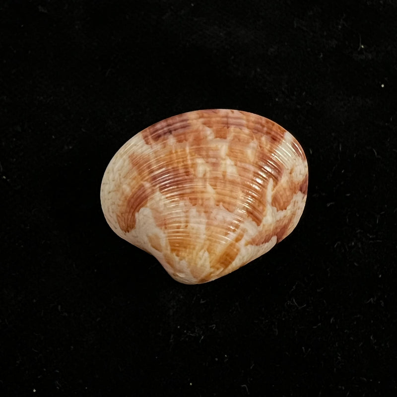 Callpita eucymata (Dall, 1890) - 24,7mm