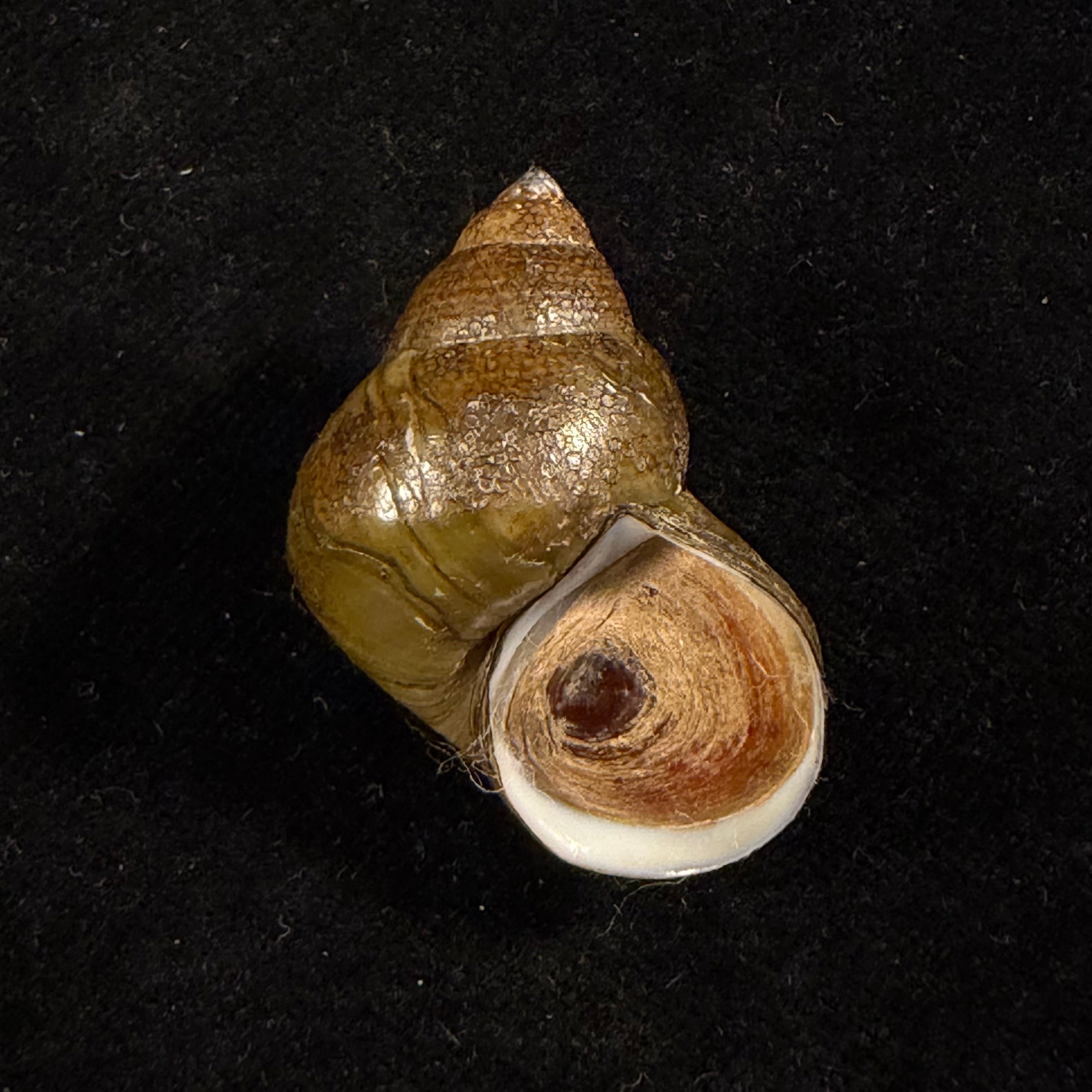 Filopaludina martensi martensi (Frauenfeld, 1865) - 33,7mm