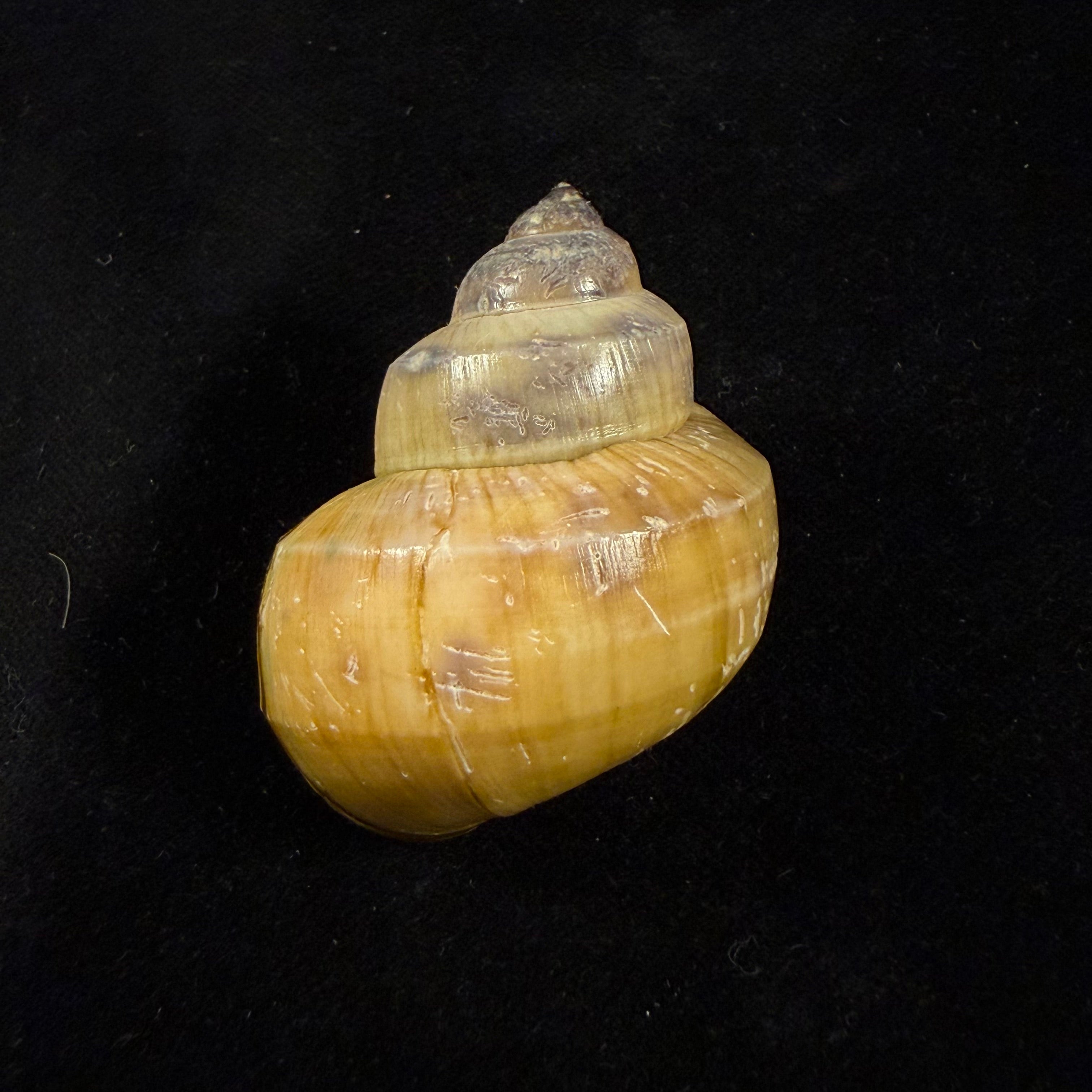 Filopaludina martensi martensi (Frauenfeld, 1865) - 46,9mm