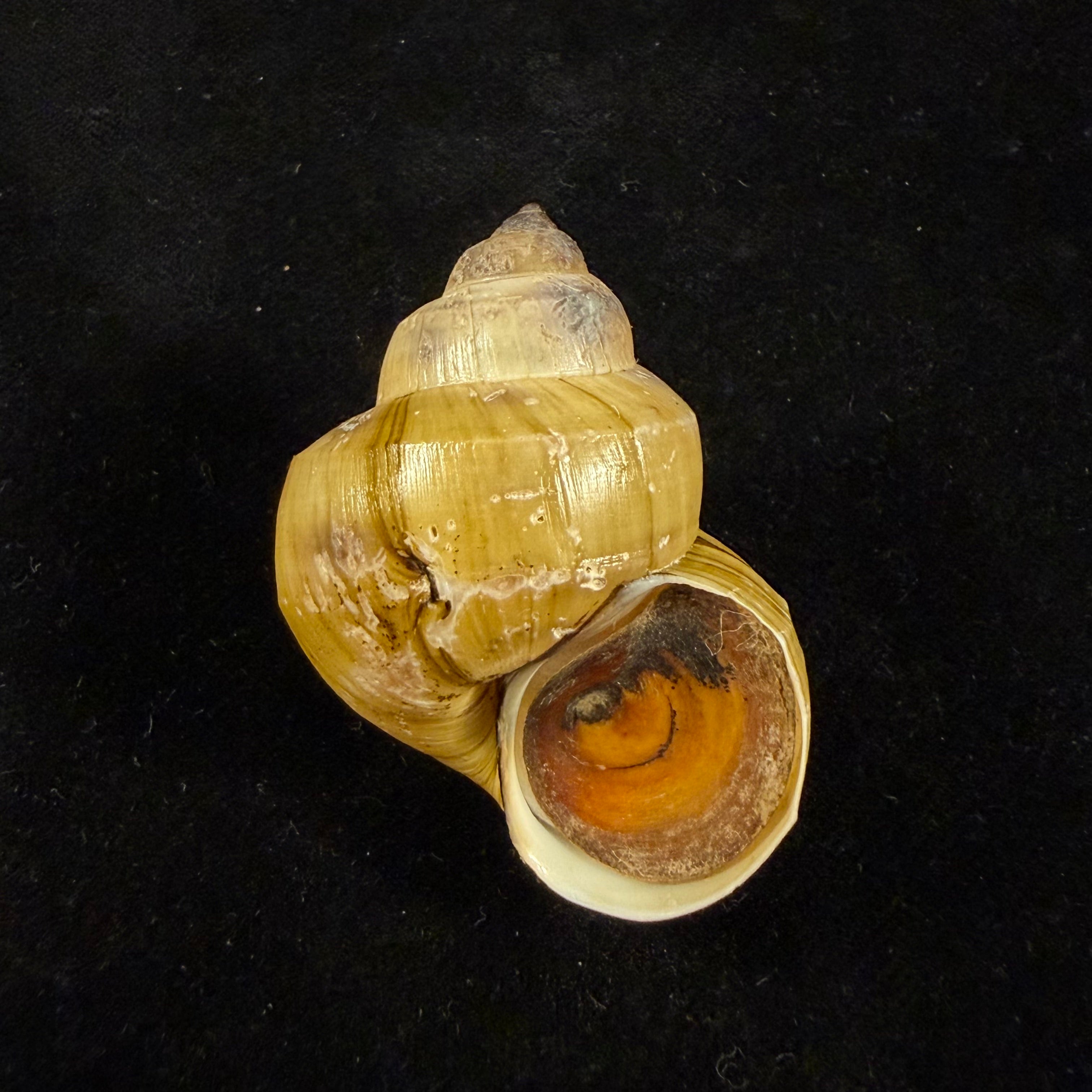 Filopaludina martensi martensi (Frauenfeld, 1865) - 46,9mm