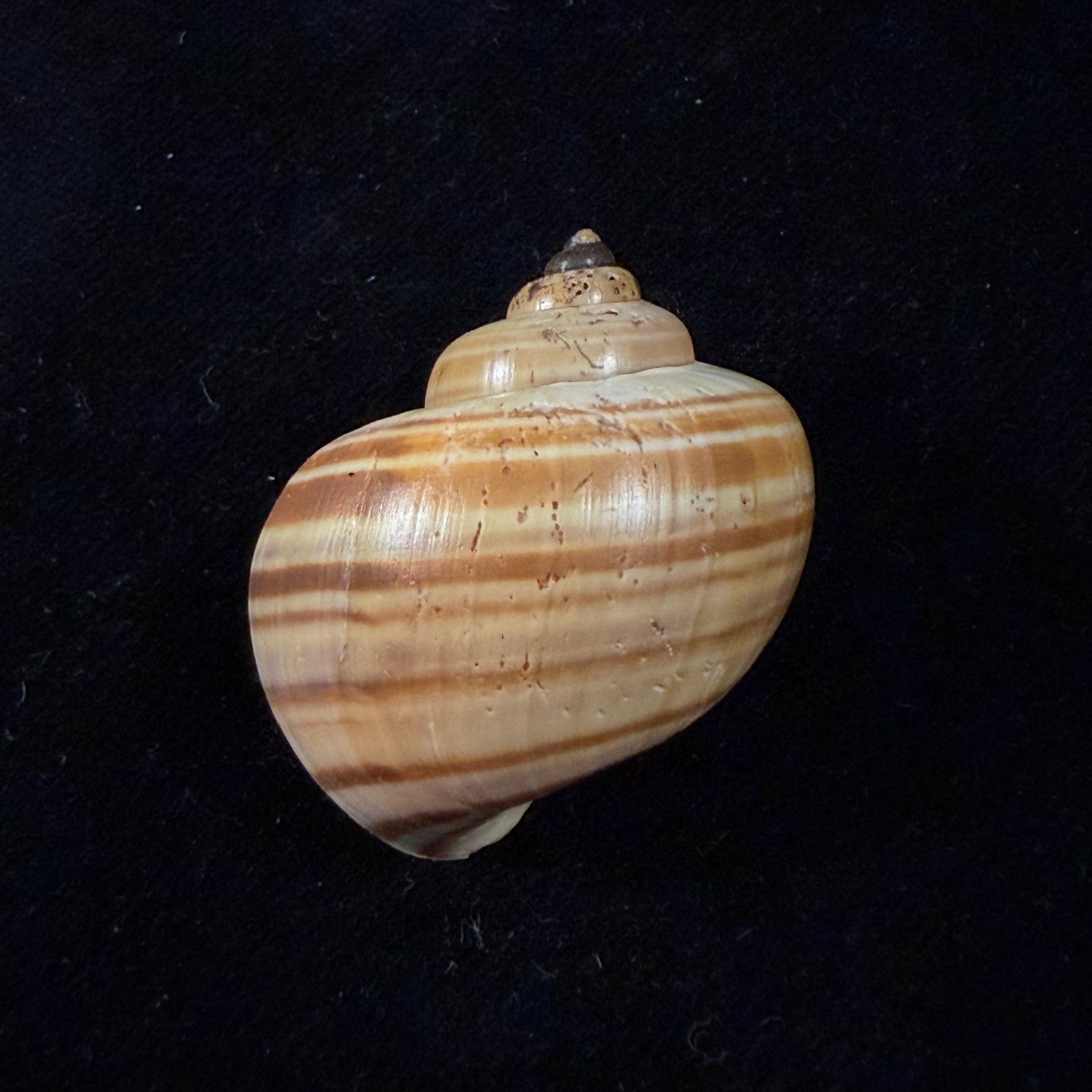 Pomacea diffusa Blume, 1957 - 37,5mm