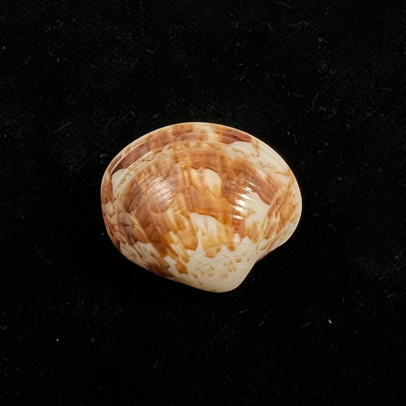Callpita eucymata (Dall, 1890) - 22,6mm