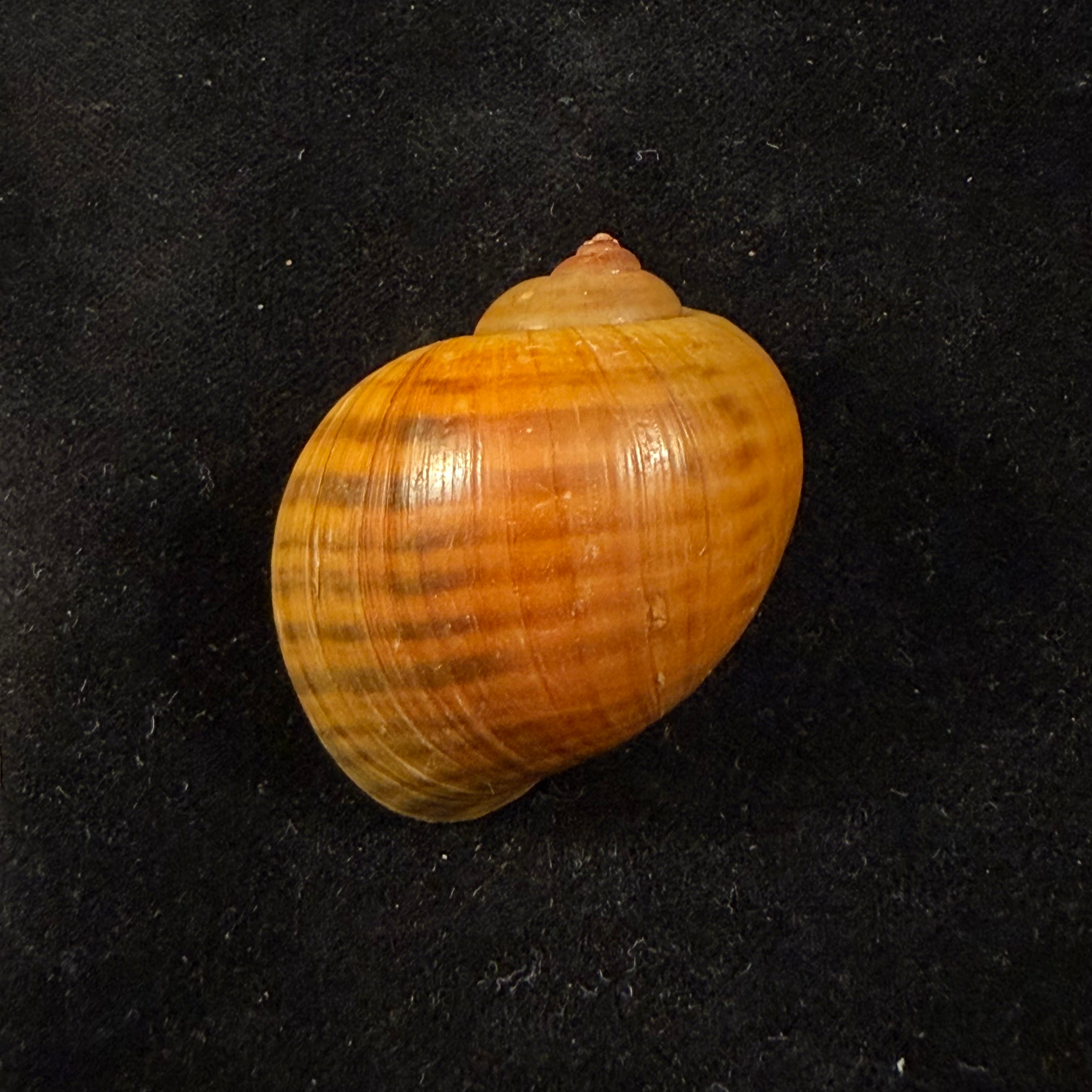 Pomacea species - 44,1mm
