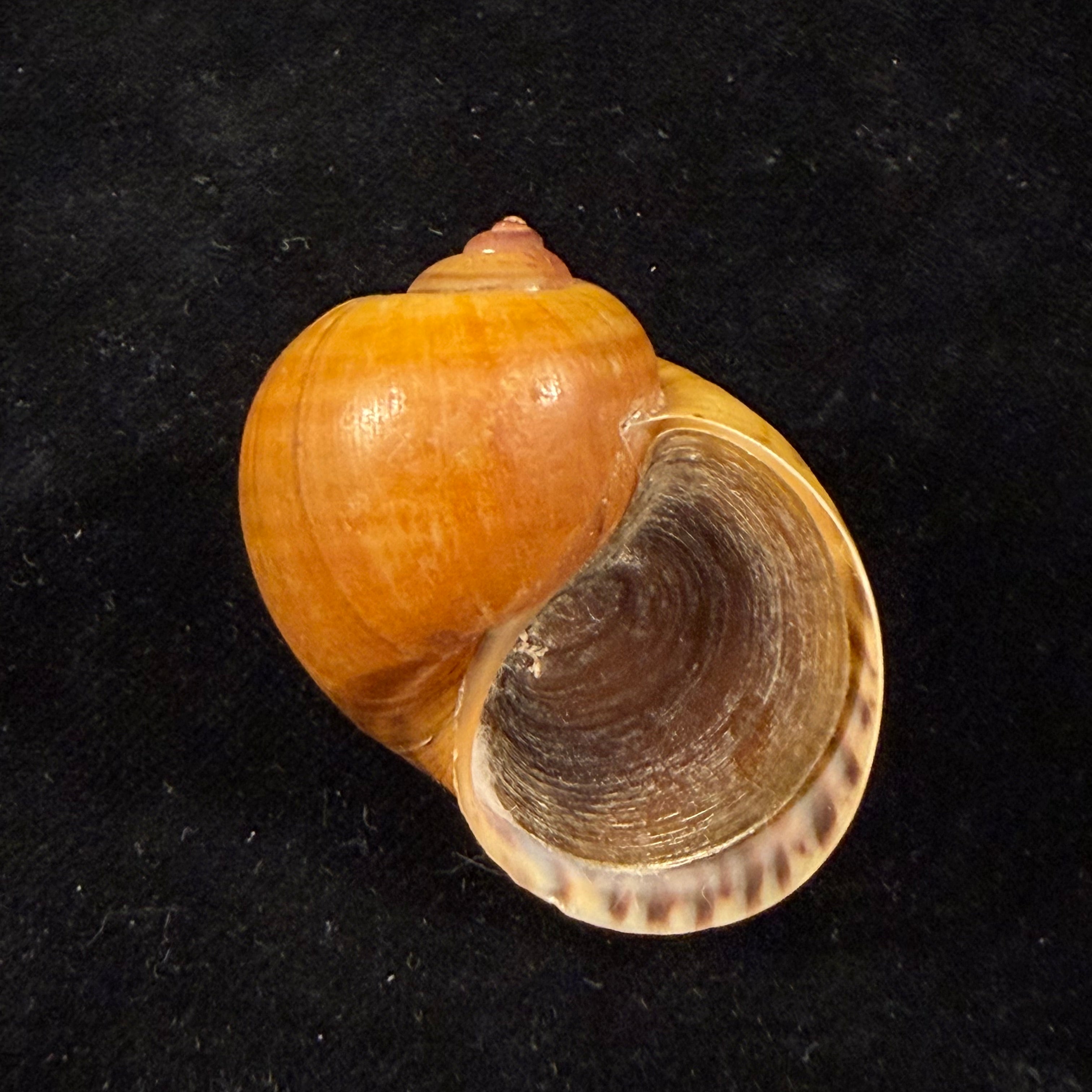 Pomacea species - 44,1mm