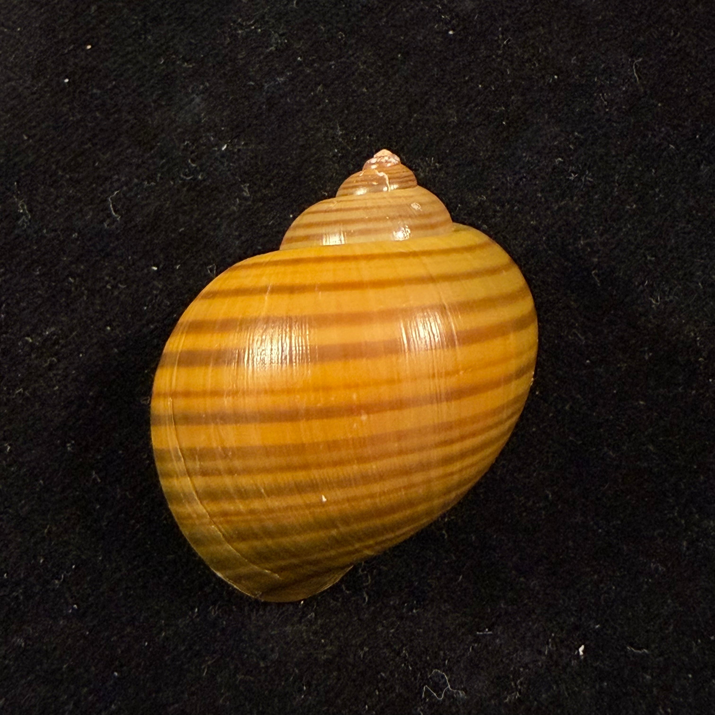 Pomacea species - 39,9mm