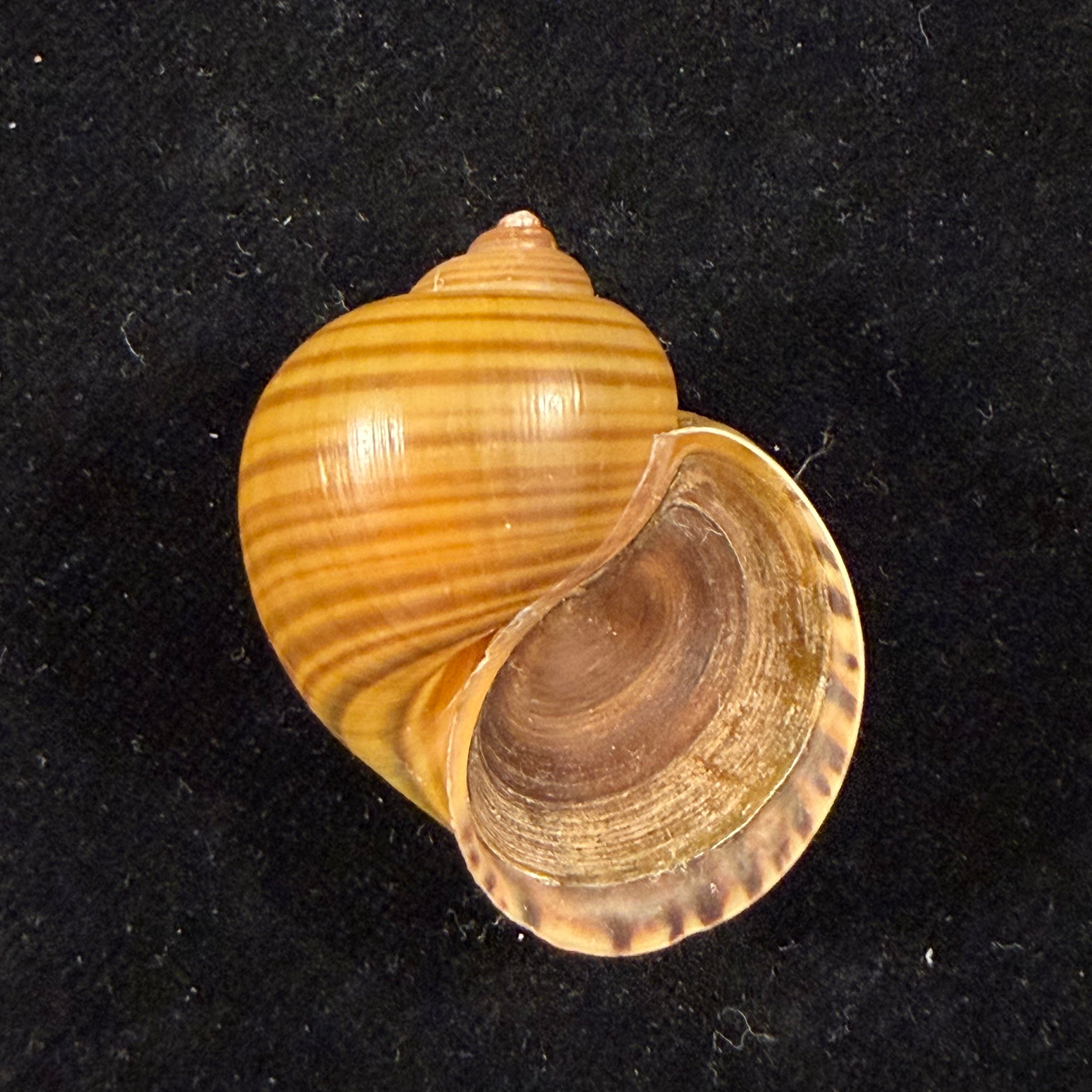 Pomacea species - 39,9mm