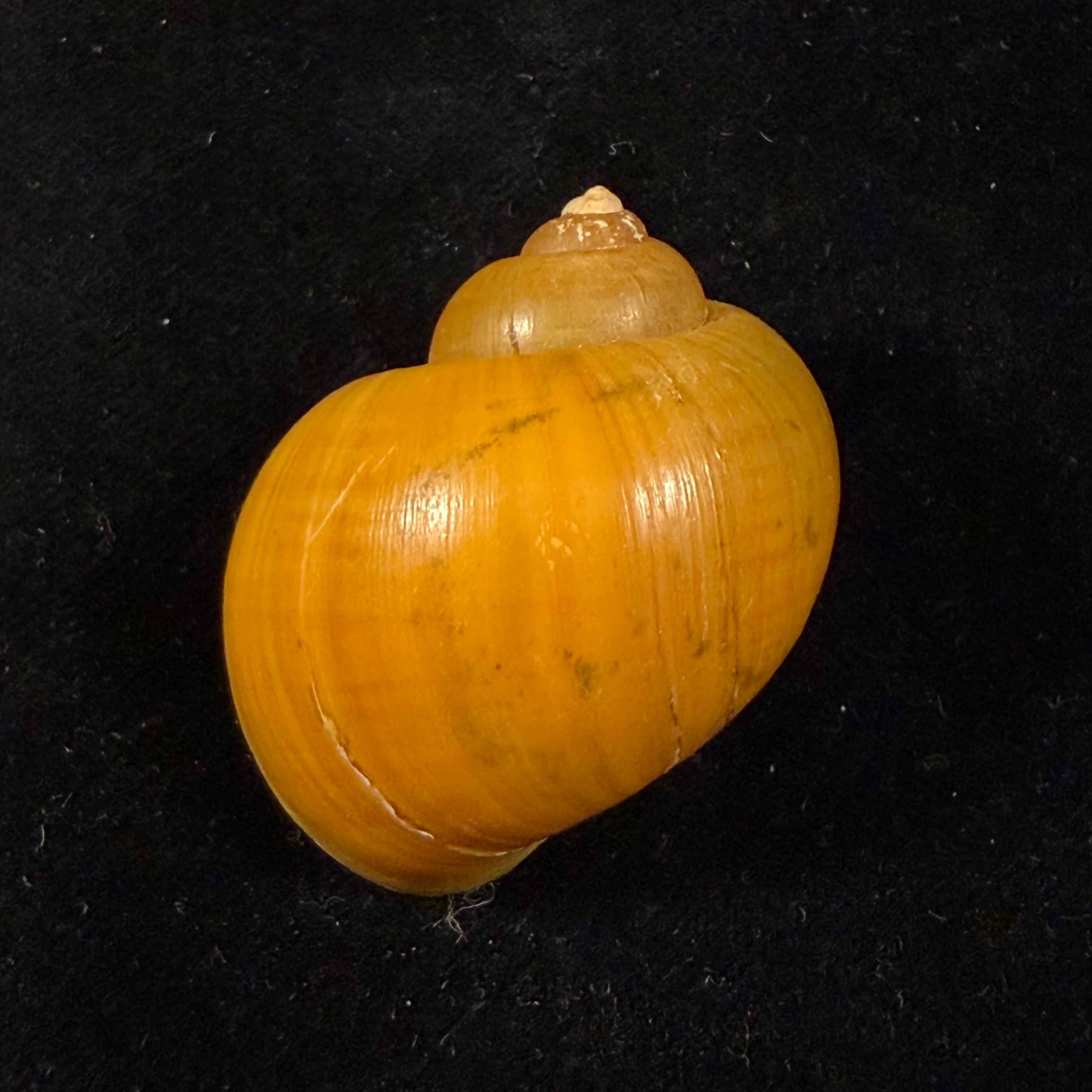 Pomacea species - 44,8mm