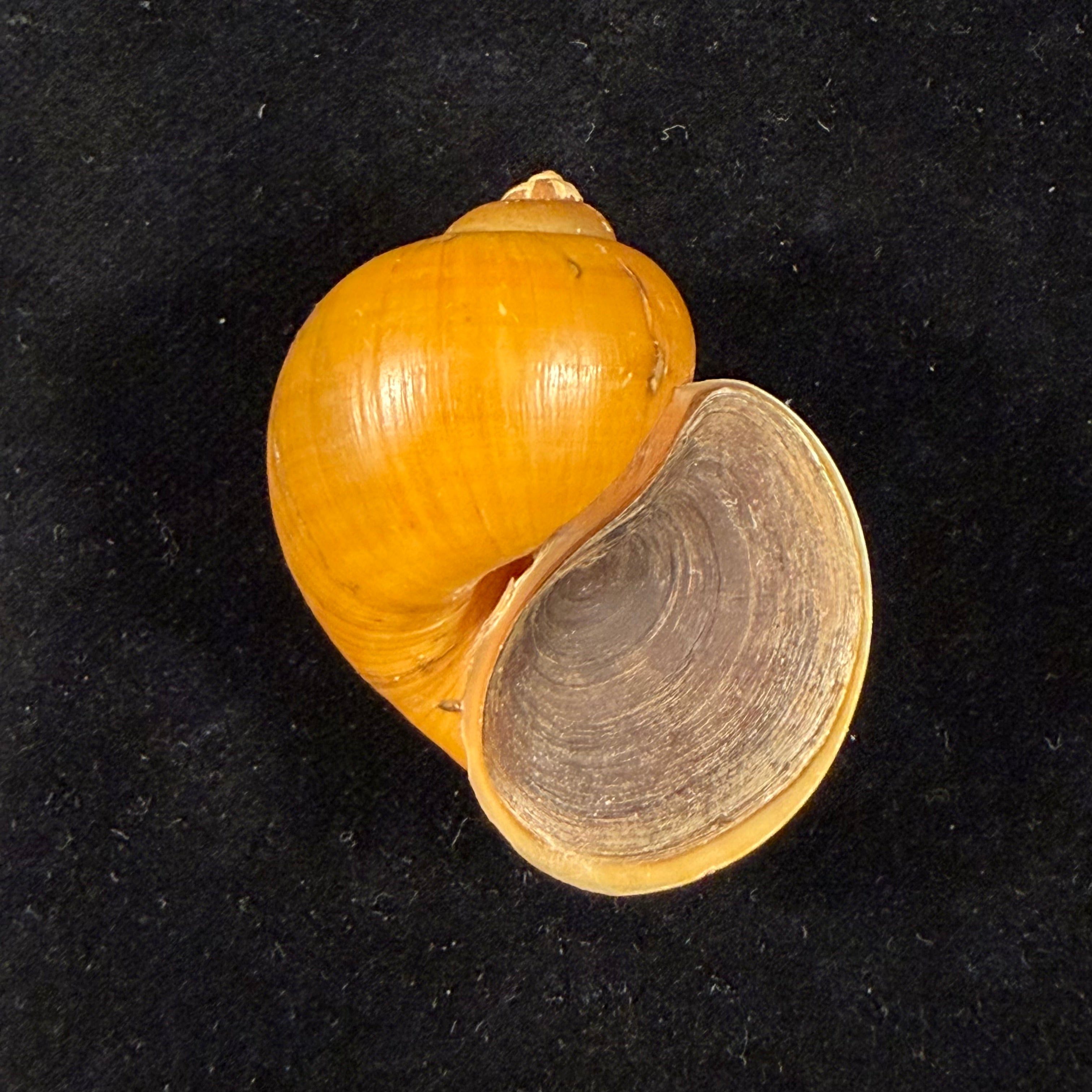 Pomacea species - 44,8mm