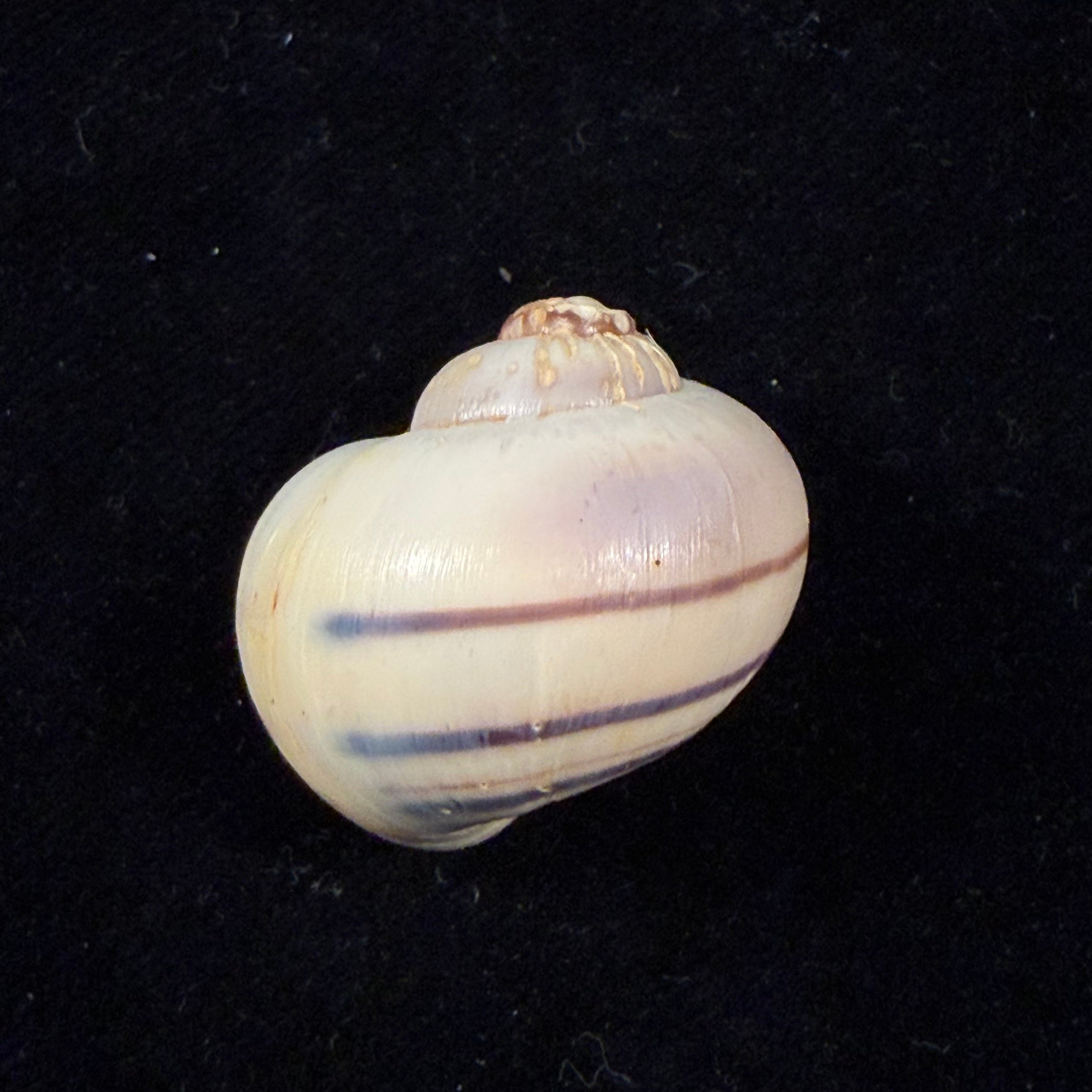 Pomacea minuscula Baker, 1930 - 27,2mm