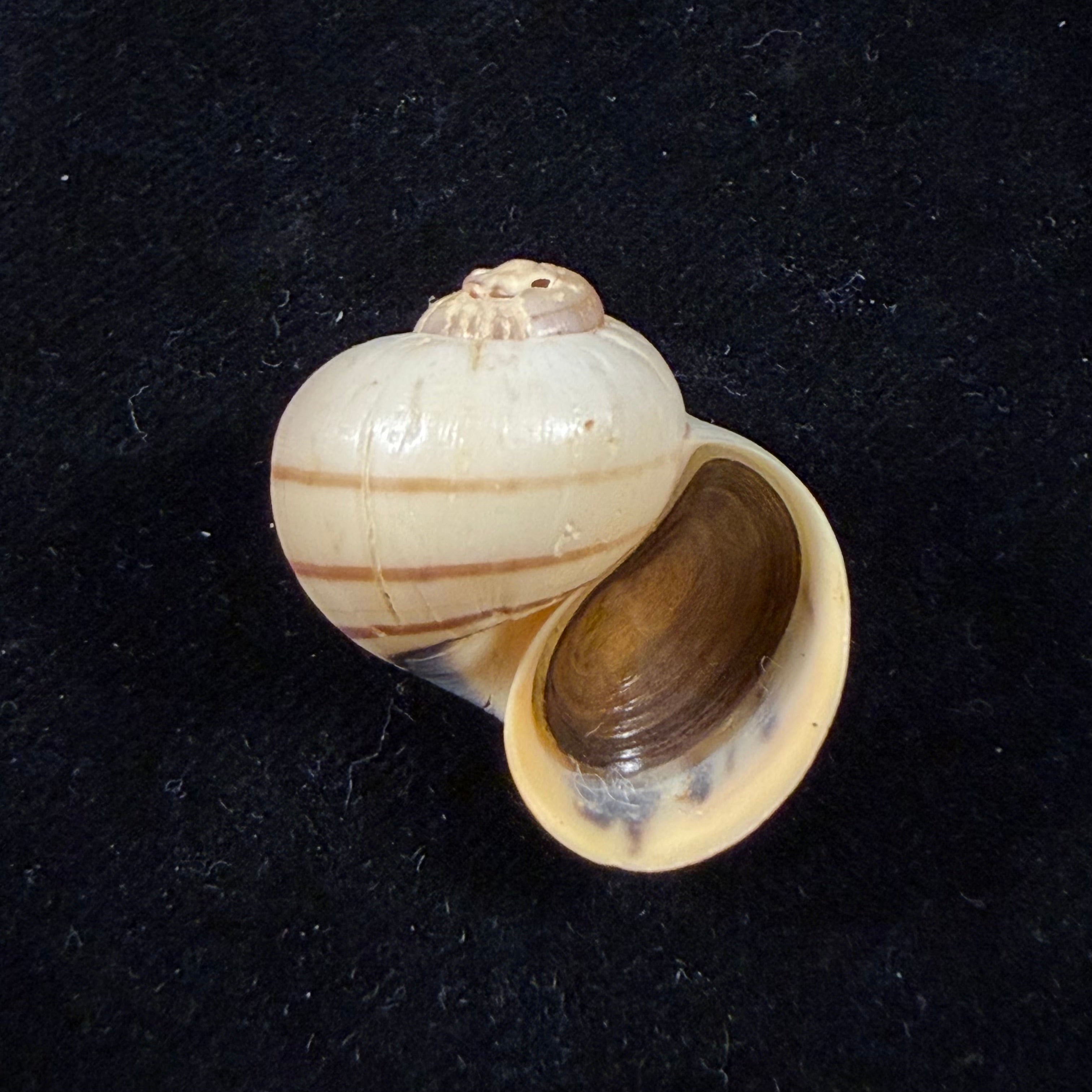 Pomacea minuscula Baker, 1930 - 27,2mm