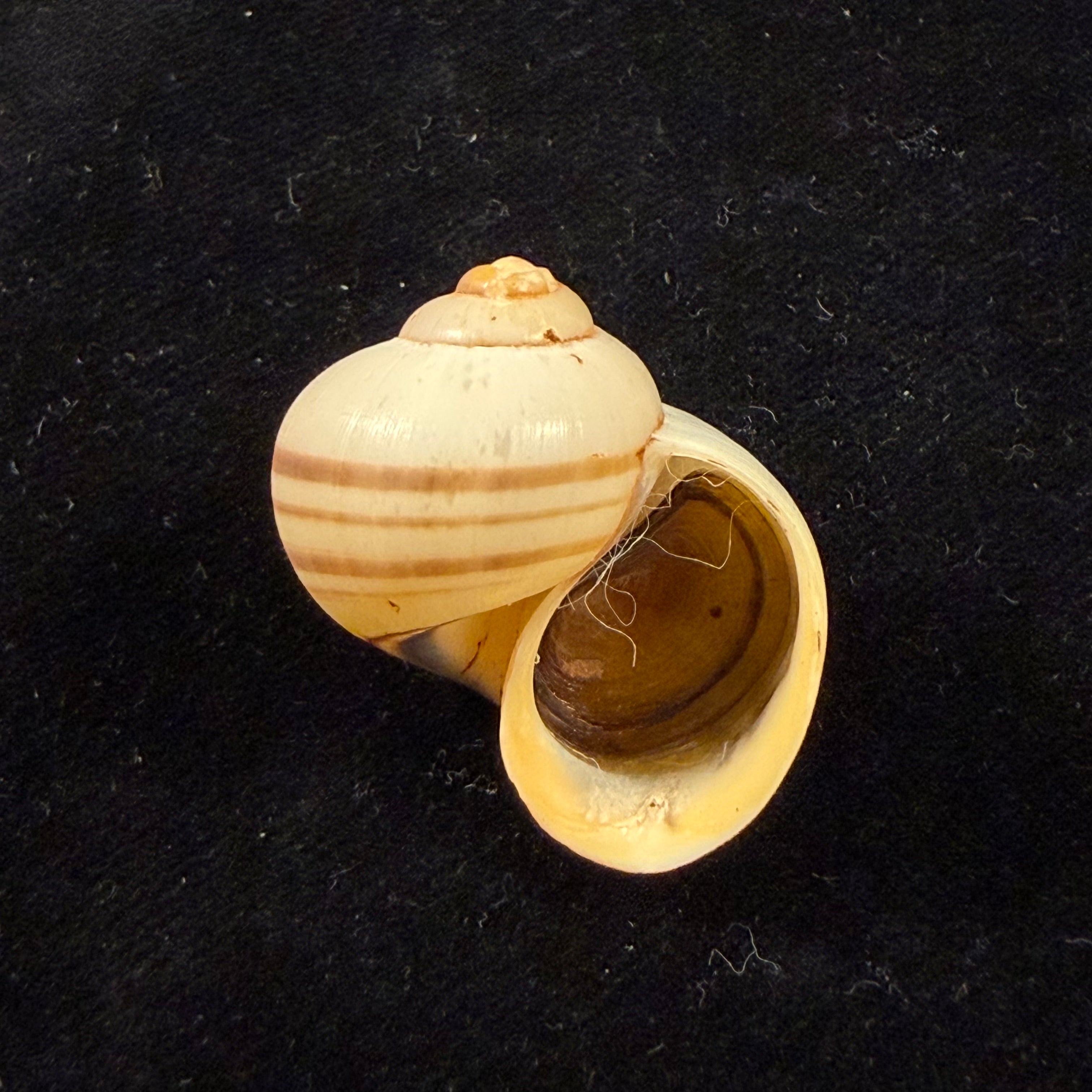 Pomacea minuscula Baker, 1930 - 28,9mm