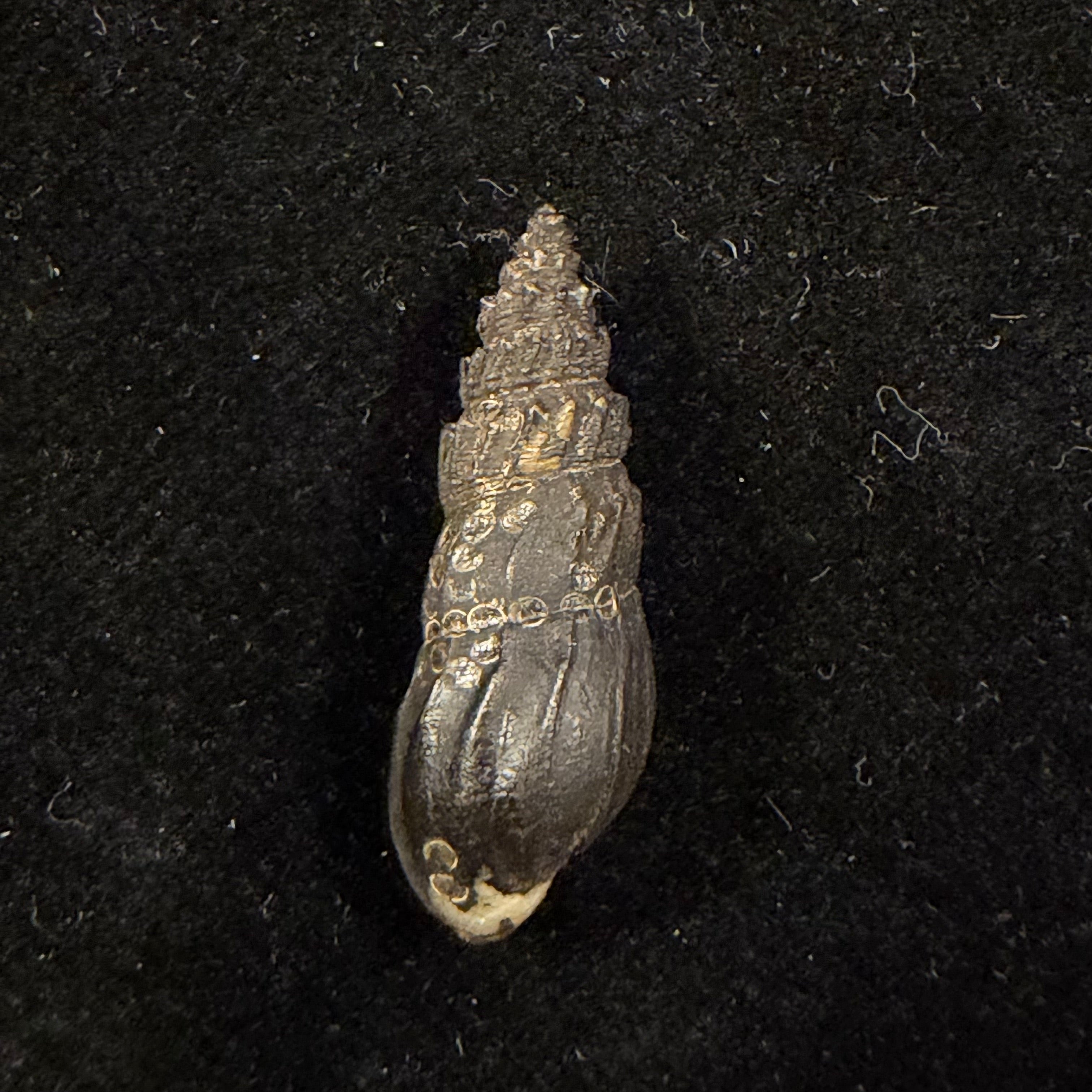 Melania mirifica H. Adams, 1854 - 24,9mm