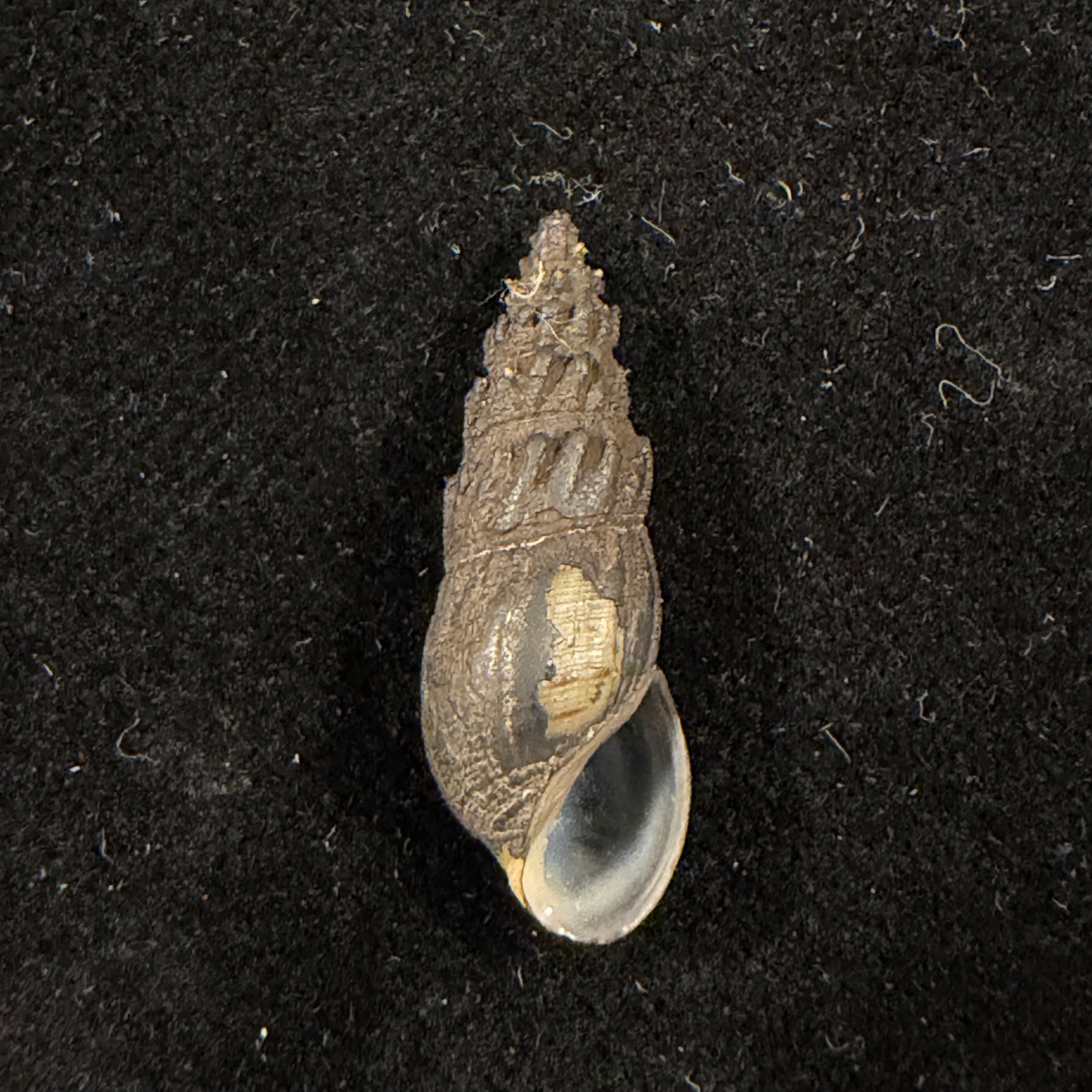 Melania mirifica H. Adams, 1854 - 24,9mm