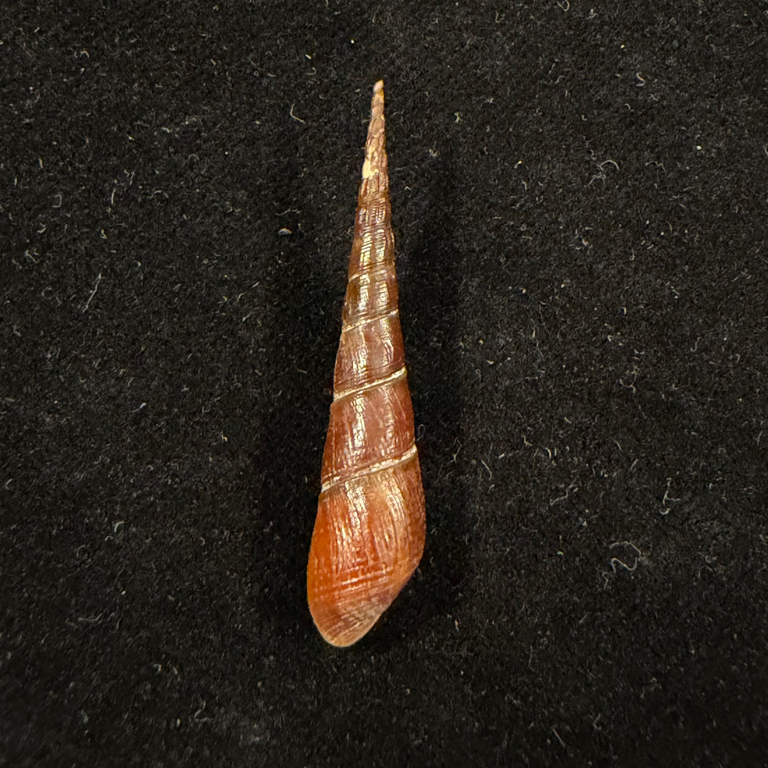 Melania hastula I. Lea & H. C. Lea, 1851 - 41,5mm