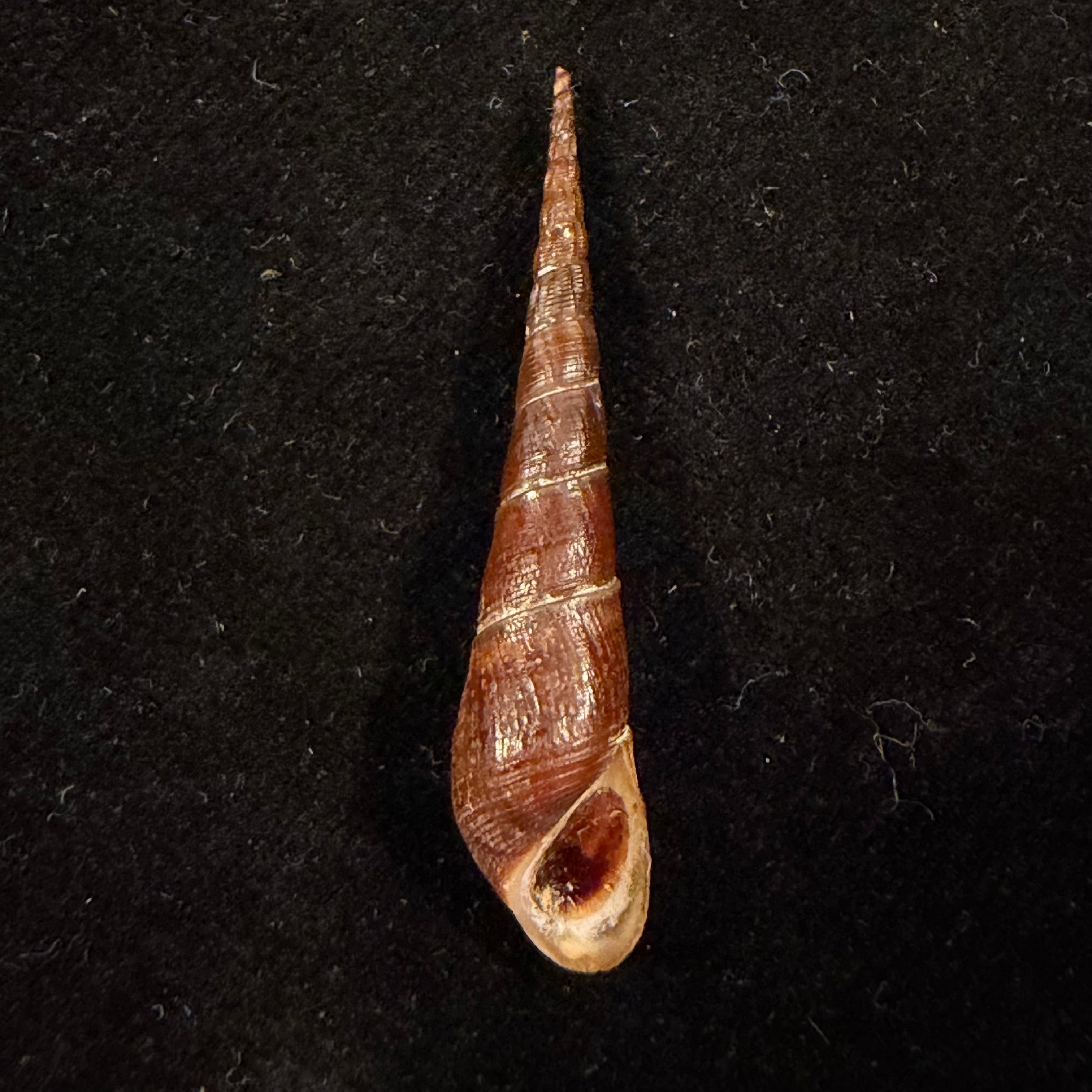 Melania hastula I. Lea & H. C. Lea, 1851 - 41,5mm