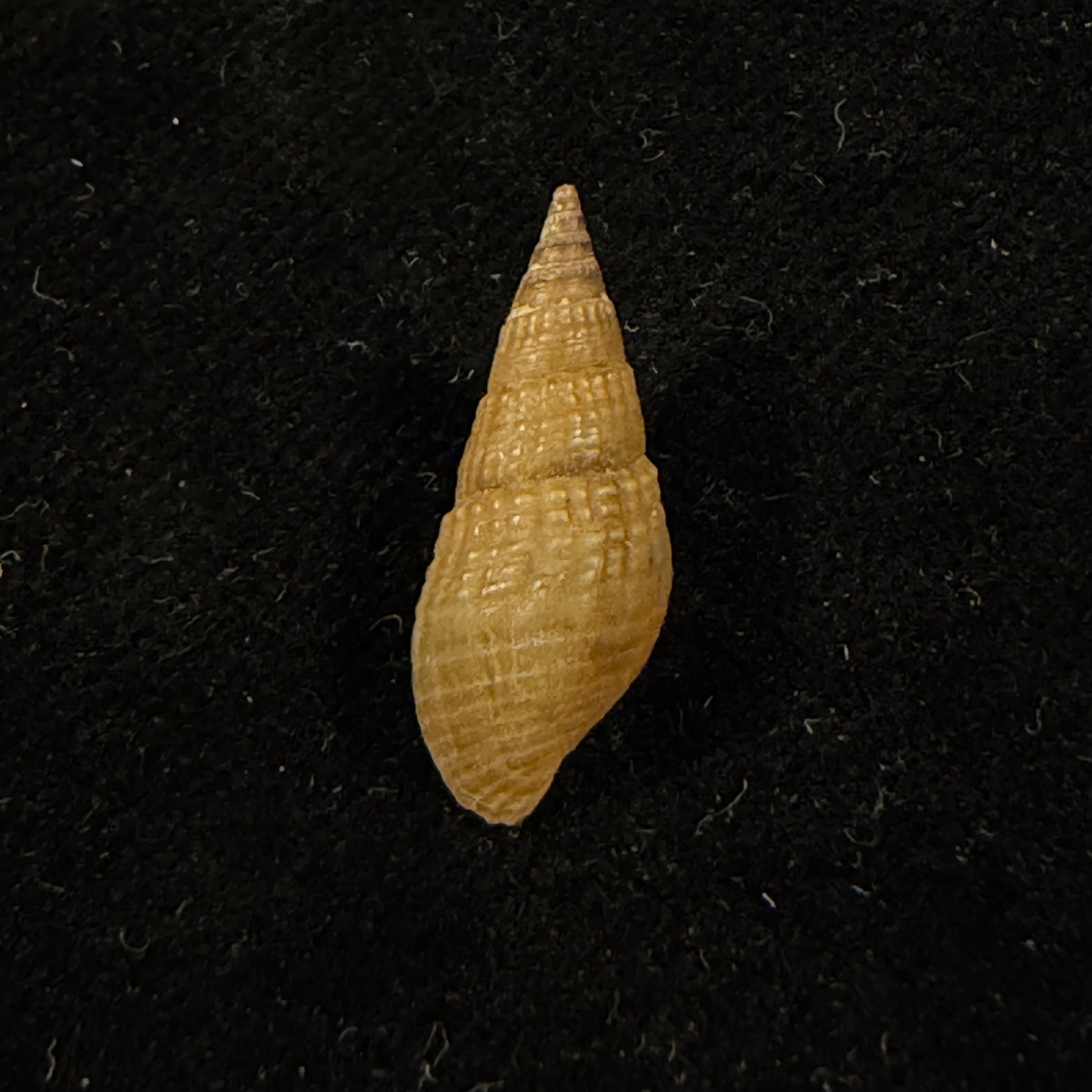 Tarebia celebensis (Quoy & Gaimard, 1832) - 20,7mm