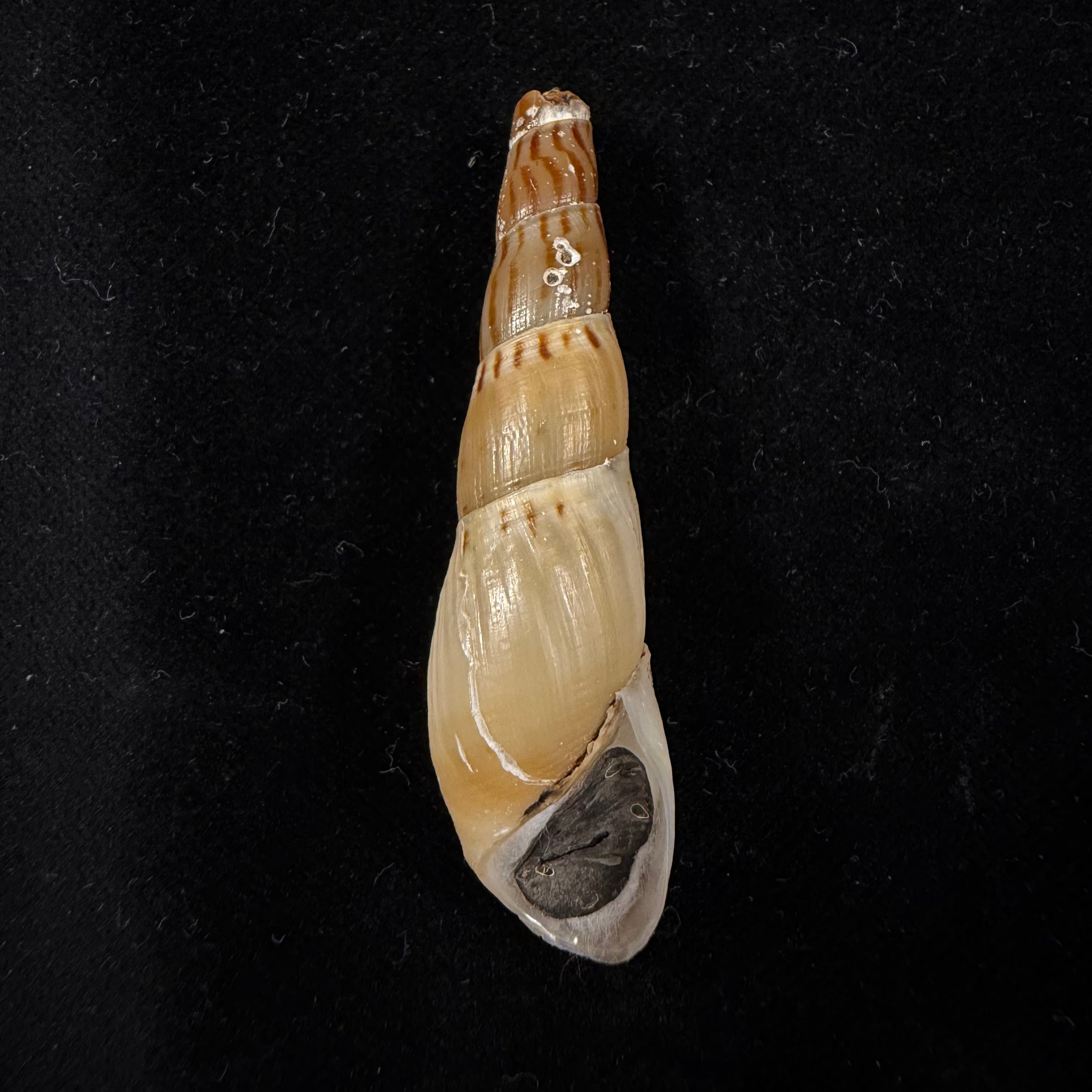 Stenomelania cf. aspirans (Hinds, 1844) - 54,9mm