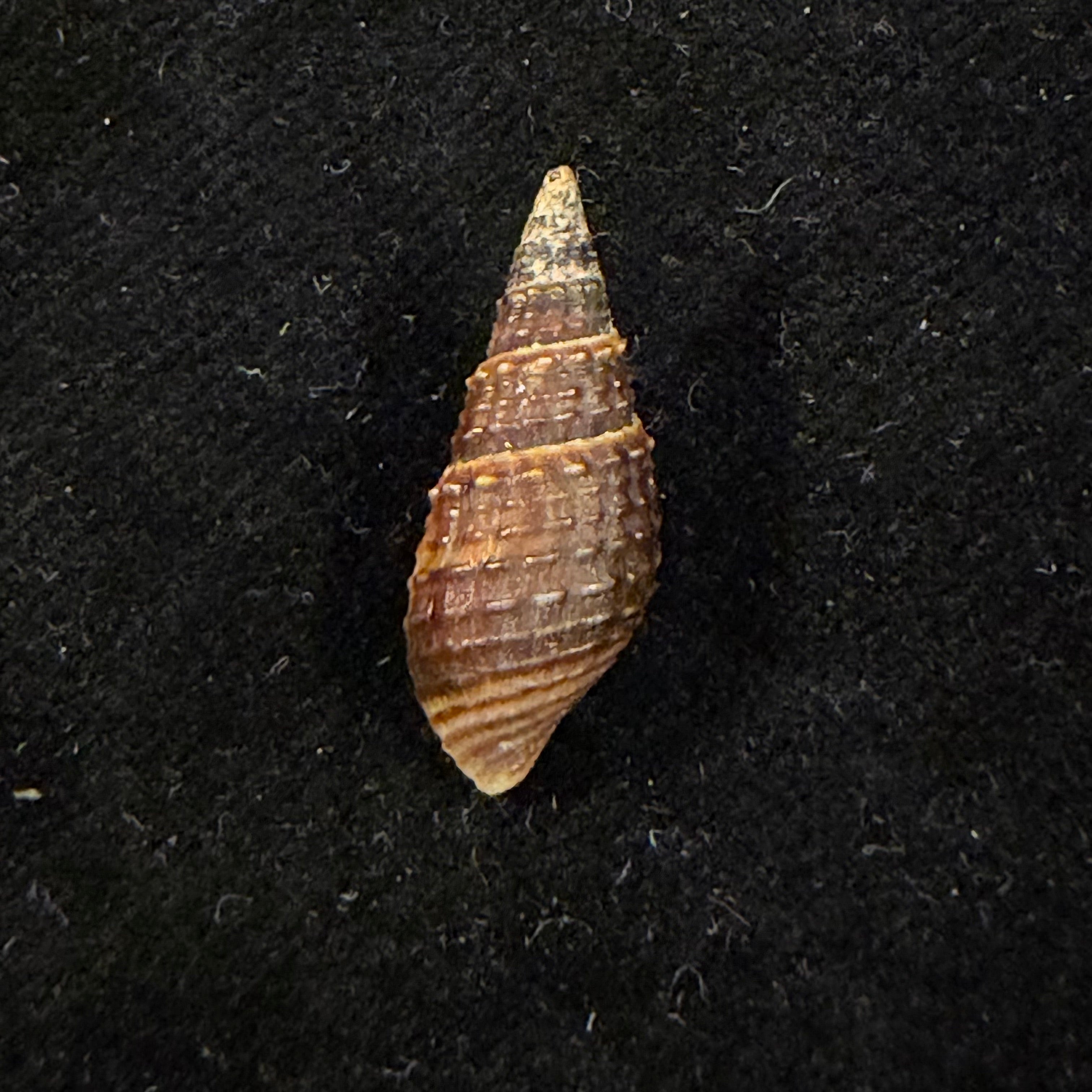 Melania pantherina von dem Busch, 1858 - 20,2mm