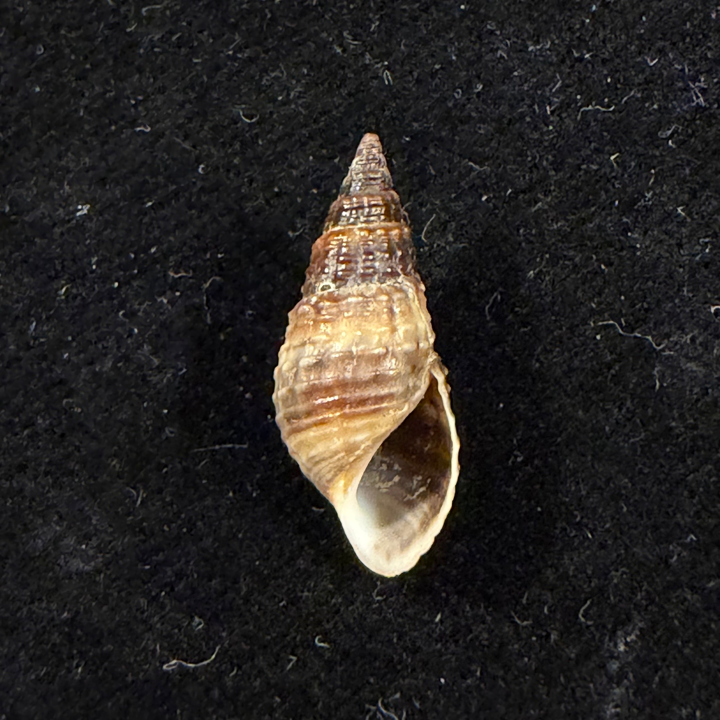 Melania pantherina von dem Busch, 1858 - 20,4mm