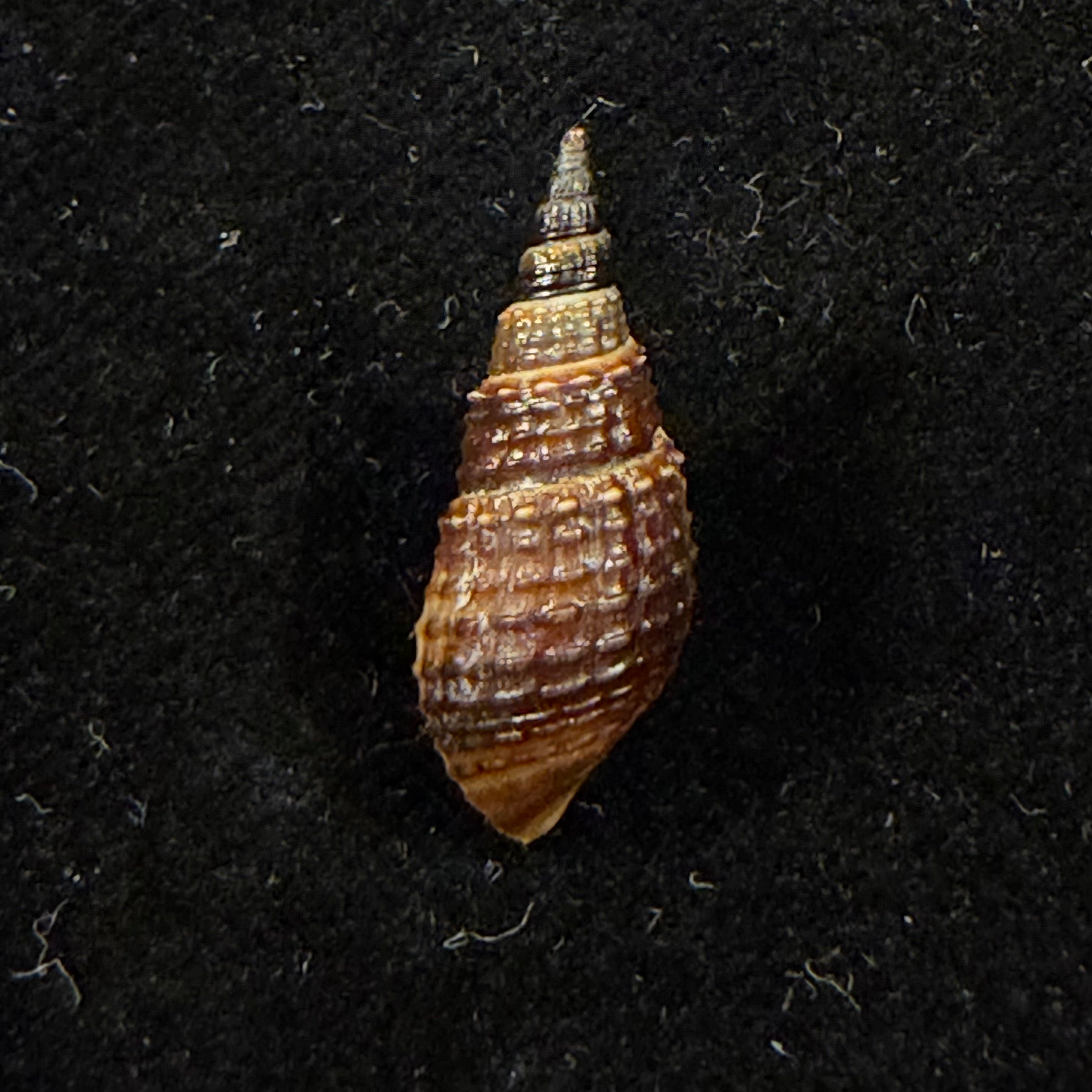 Melania pantherina von dem Busch, 1858 - 20,1mm