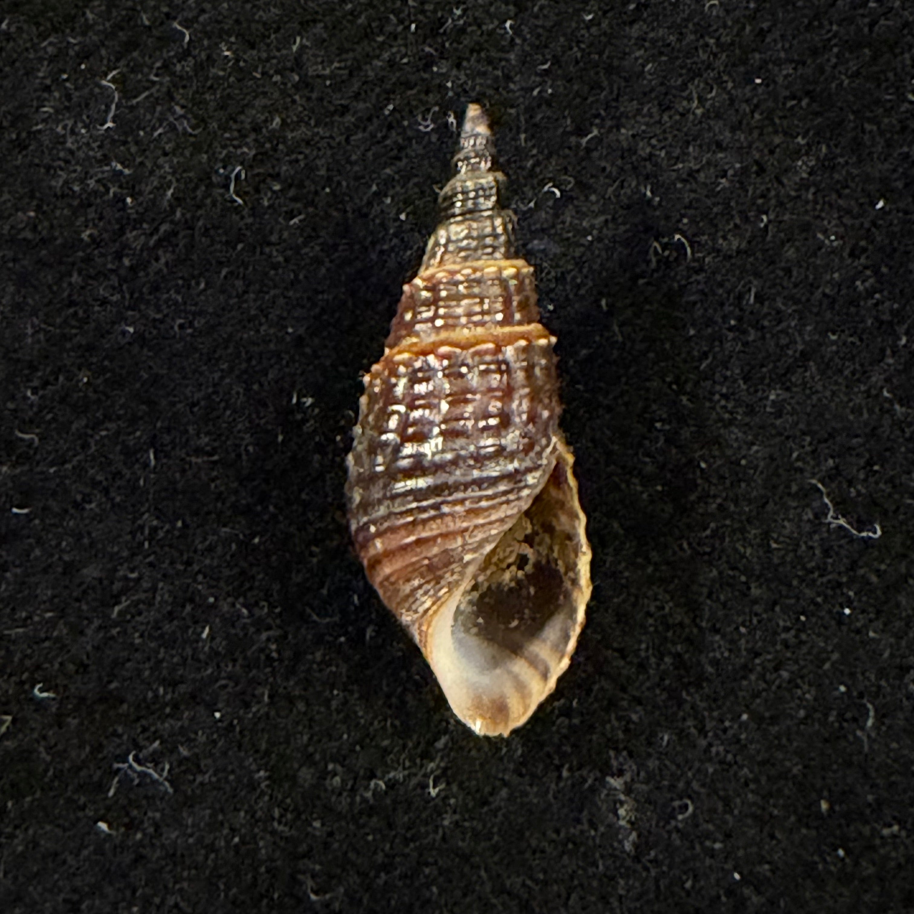 Melania pantherina von dem Busch, 1858 - 20,1mm