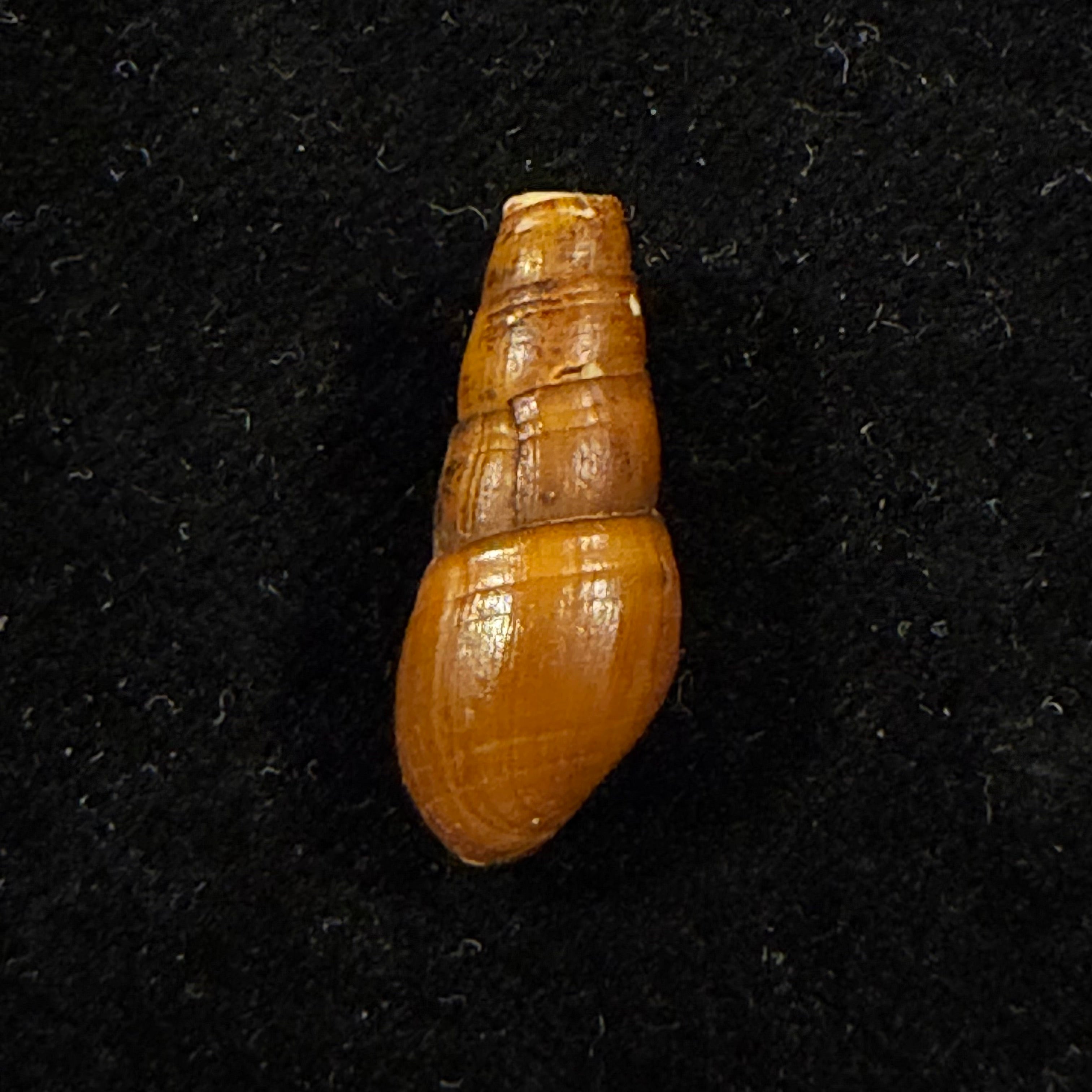 Aylacostoma chloroticum Hylton Scott, 1954 - 20,6mm