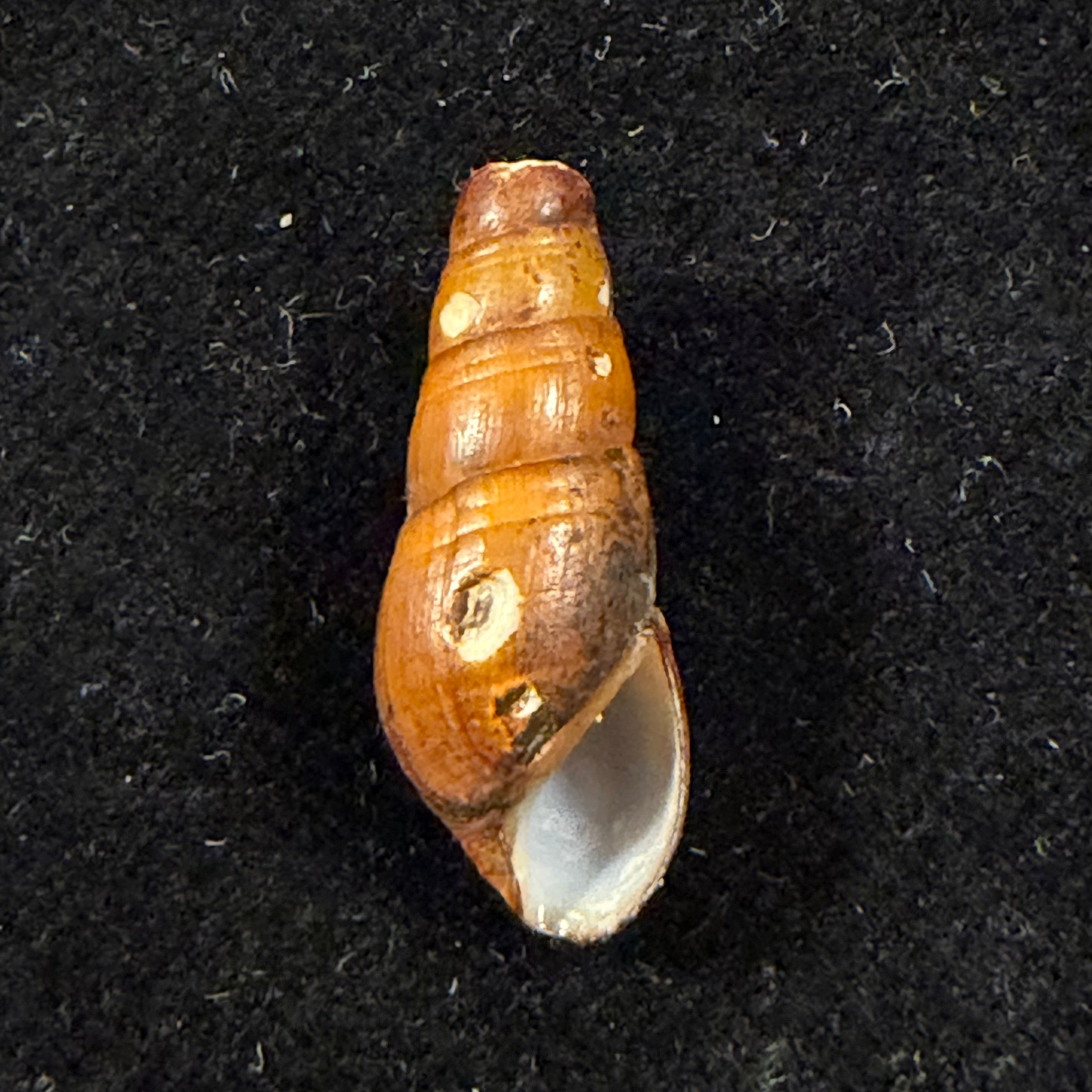 Aylacostoma chloroticum Hylton Scott, 1954 - 20,6mm