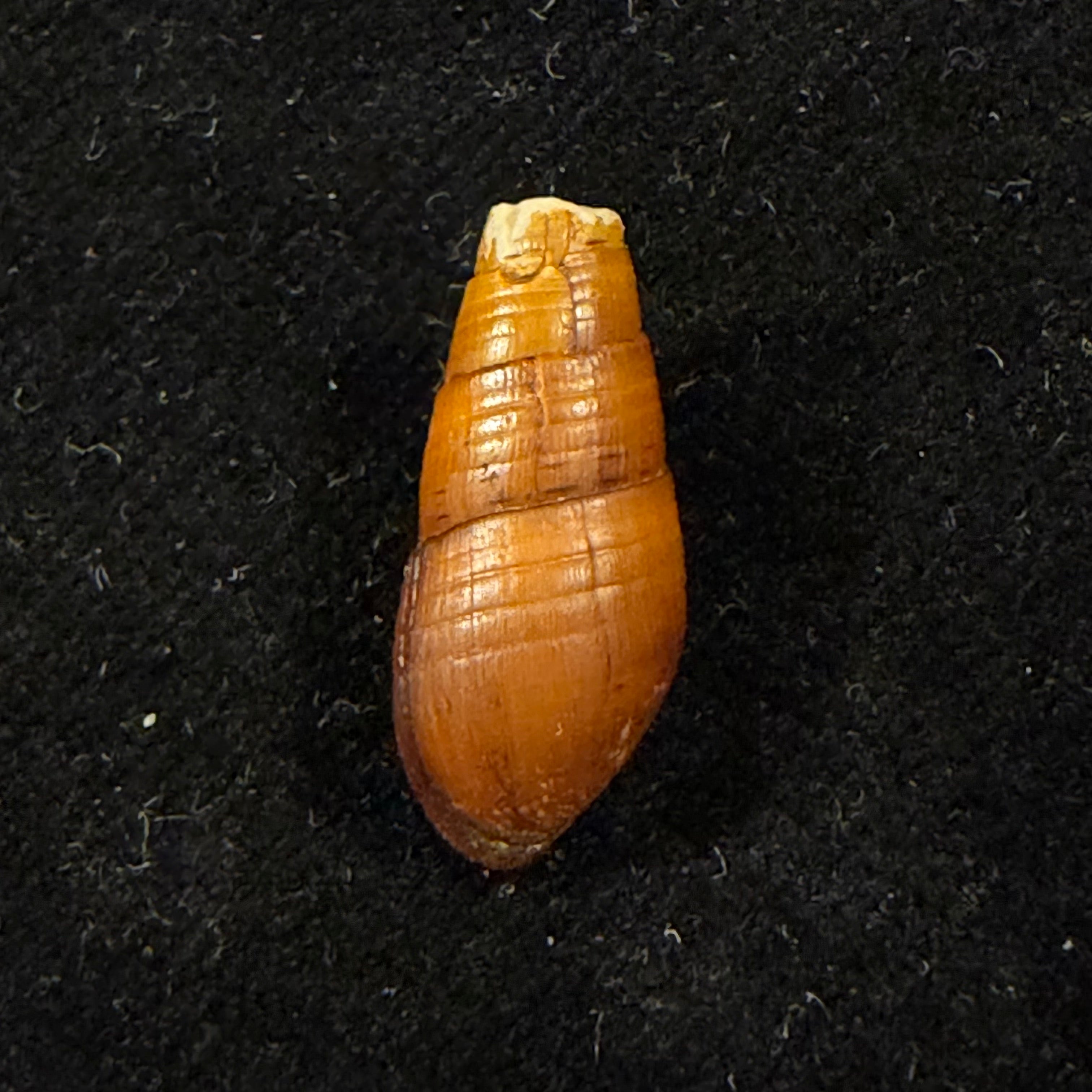 Aylacostoma chloroticum Hylton Scott, 1954 - 19,7mm