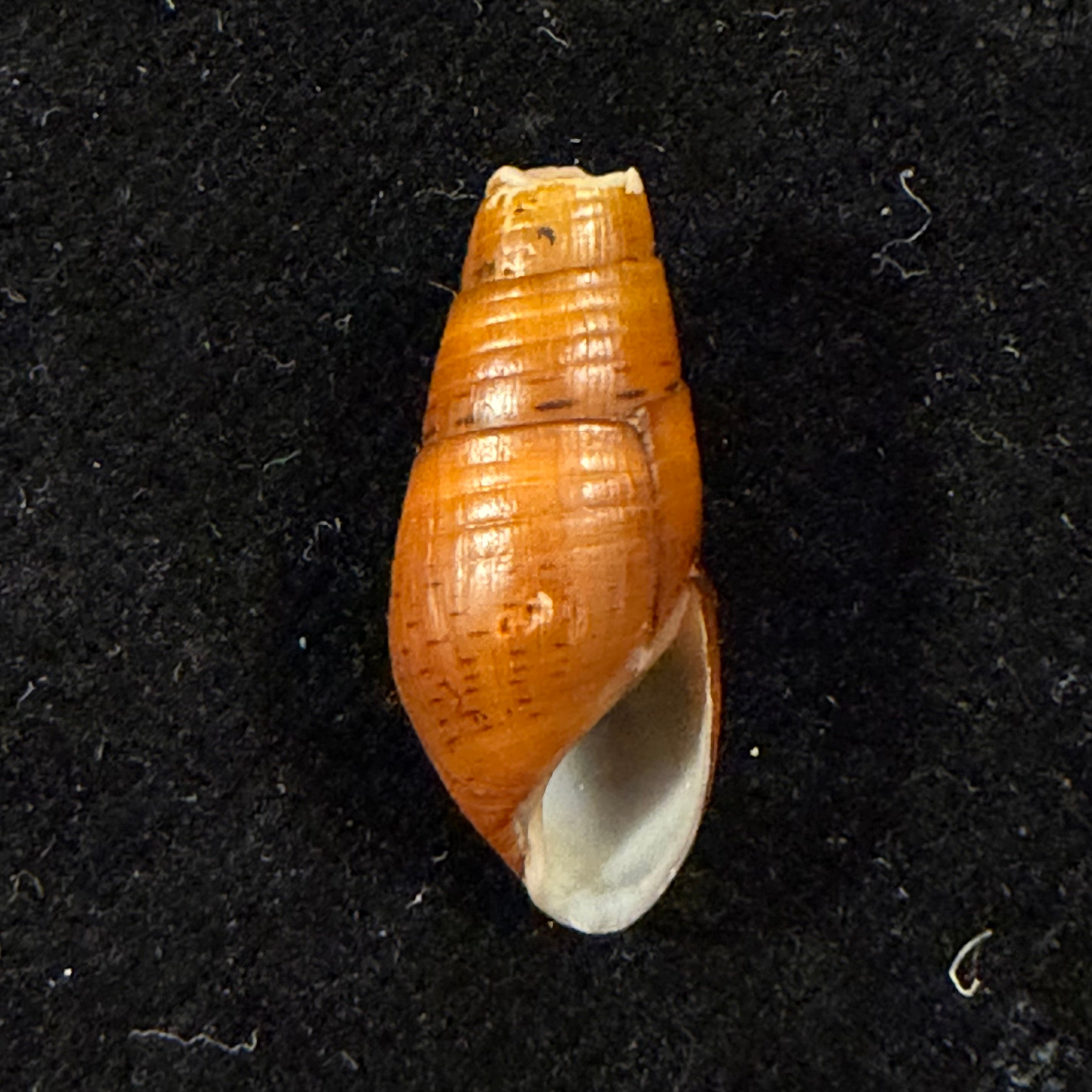 Aylacostoma chloroticum Hylton Scott, 1954 - 19,7mm