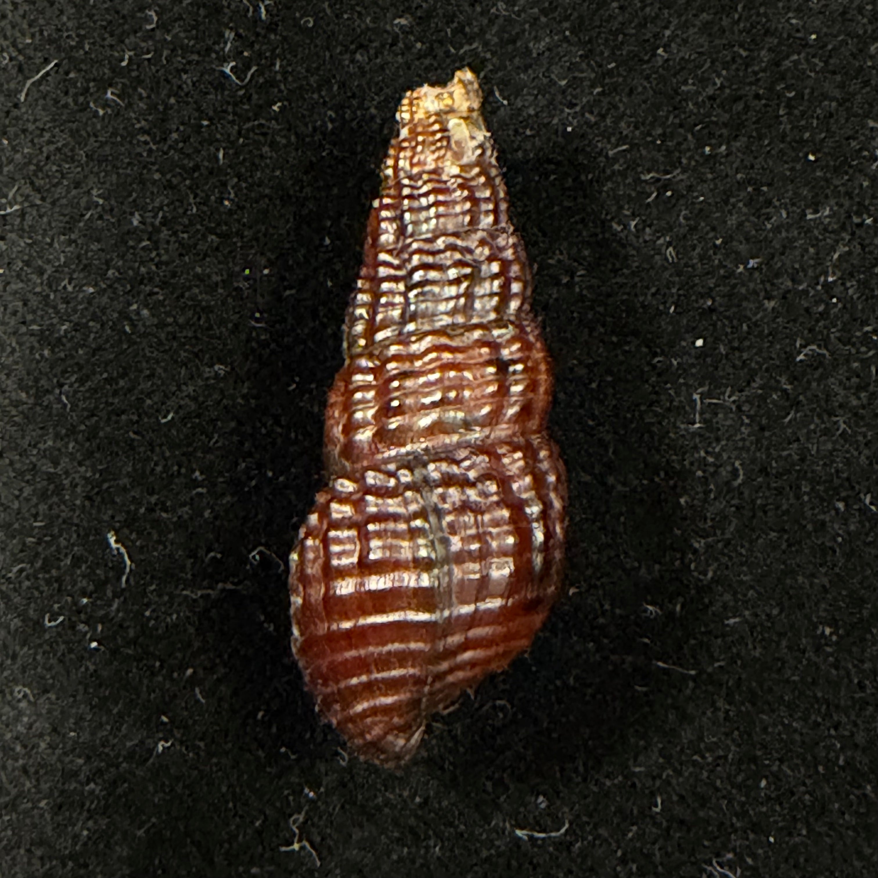 Doryssa macapa (J. Moricand, 1856) - 36mm