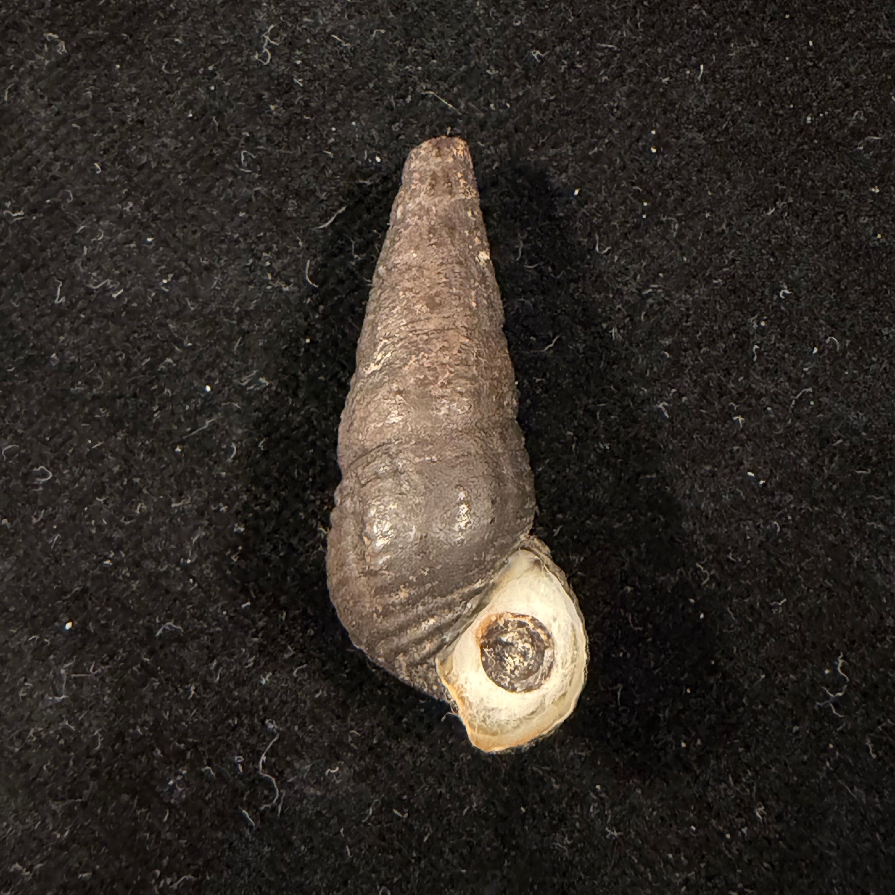 Doryssa macapa (J. Moricand, 1856) - 37mm